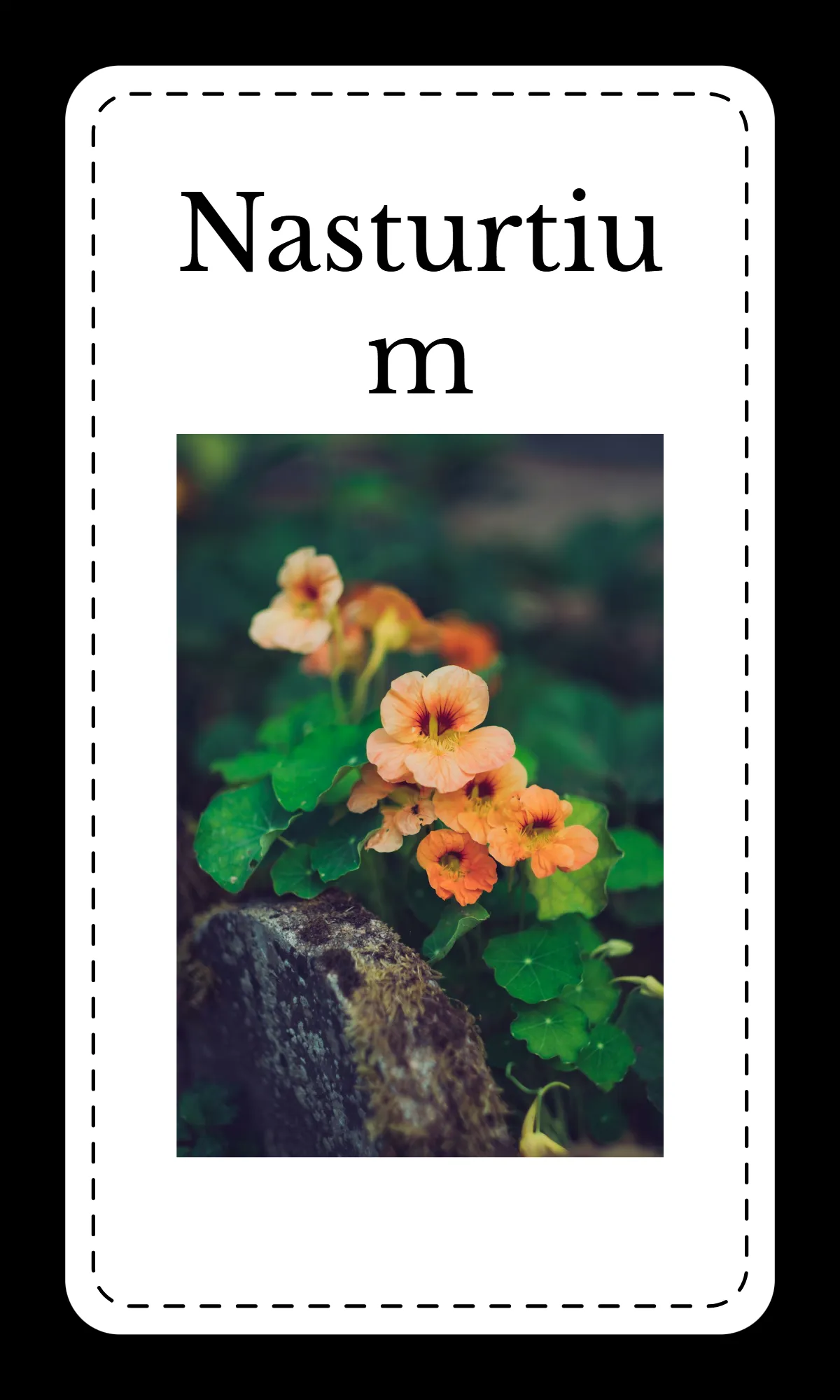 Free Creative Floral Alphabet Flashcards Template to Edit Online