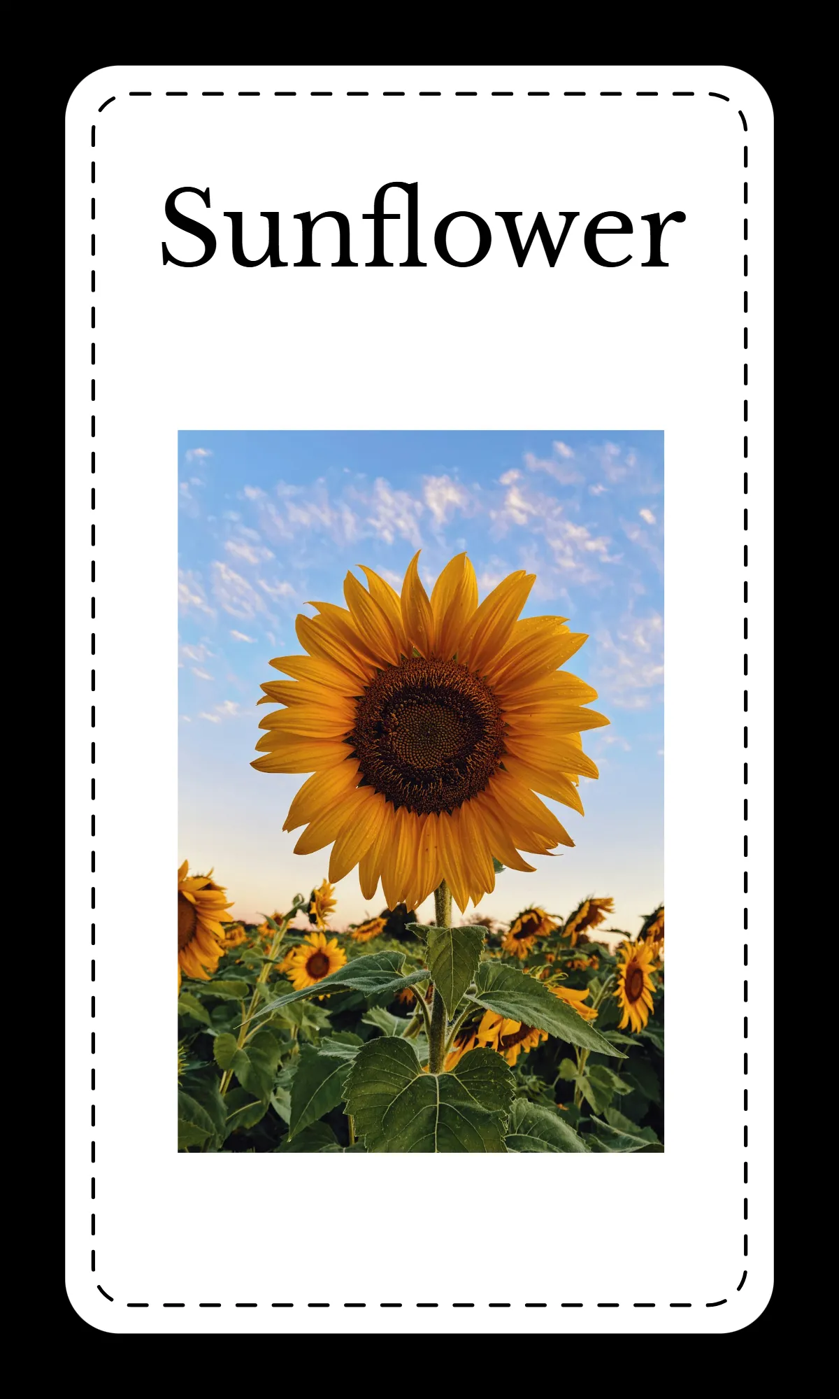 Free Creative Floral Alphabet Flashcards Template to Edit Online