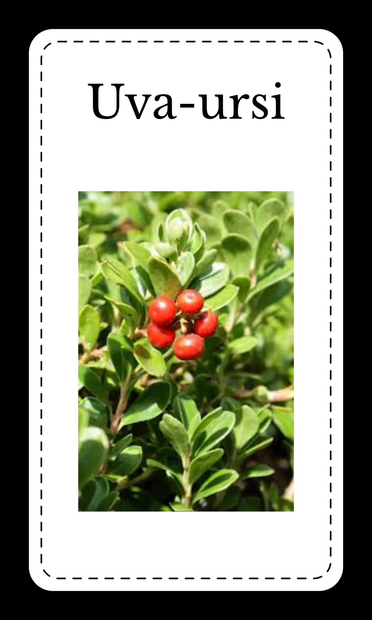 Free Creative Floral Alphabet Flashcards Template to Edit Online