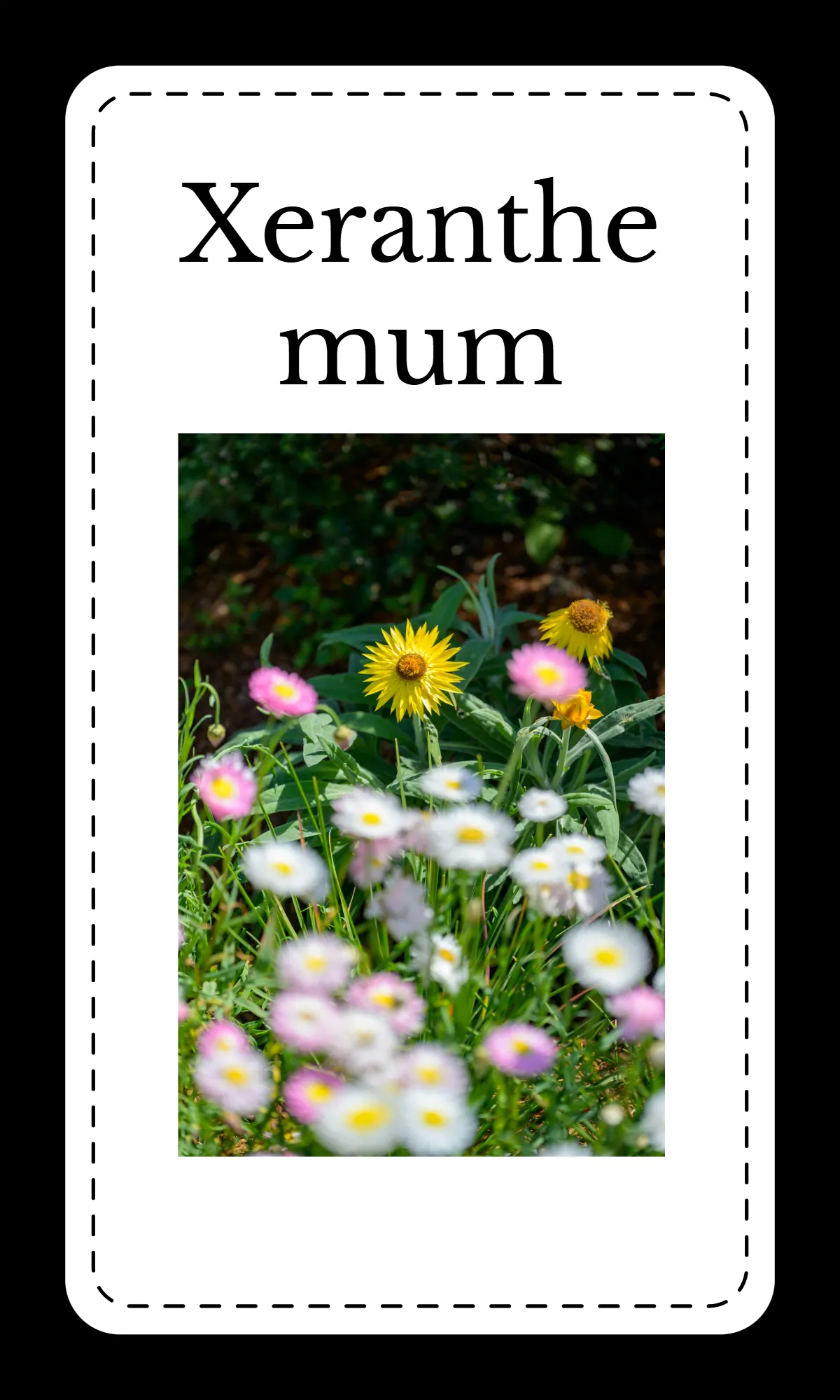 Free Creative Floral Alphabet Flashcards Template to Edit Online