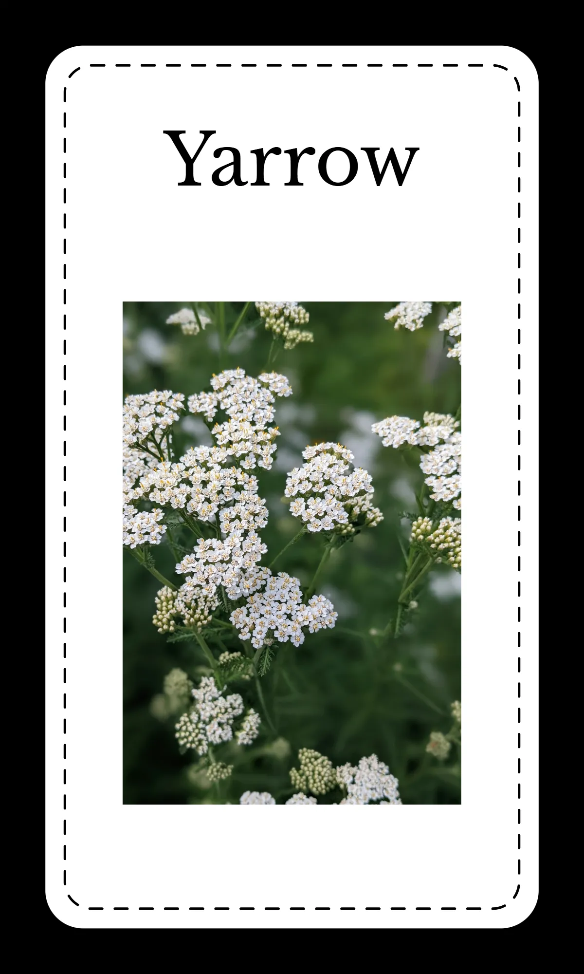 Free Creative Floral Alphabet Flashcards Template to Edit Online