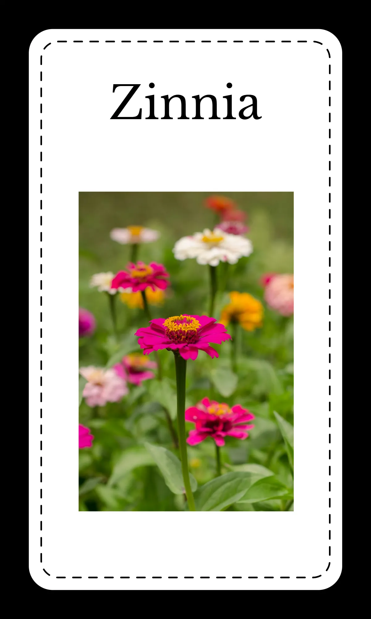 Free Creative Floral Alphabet Flashcards Template to Edit Online