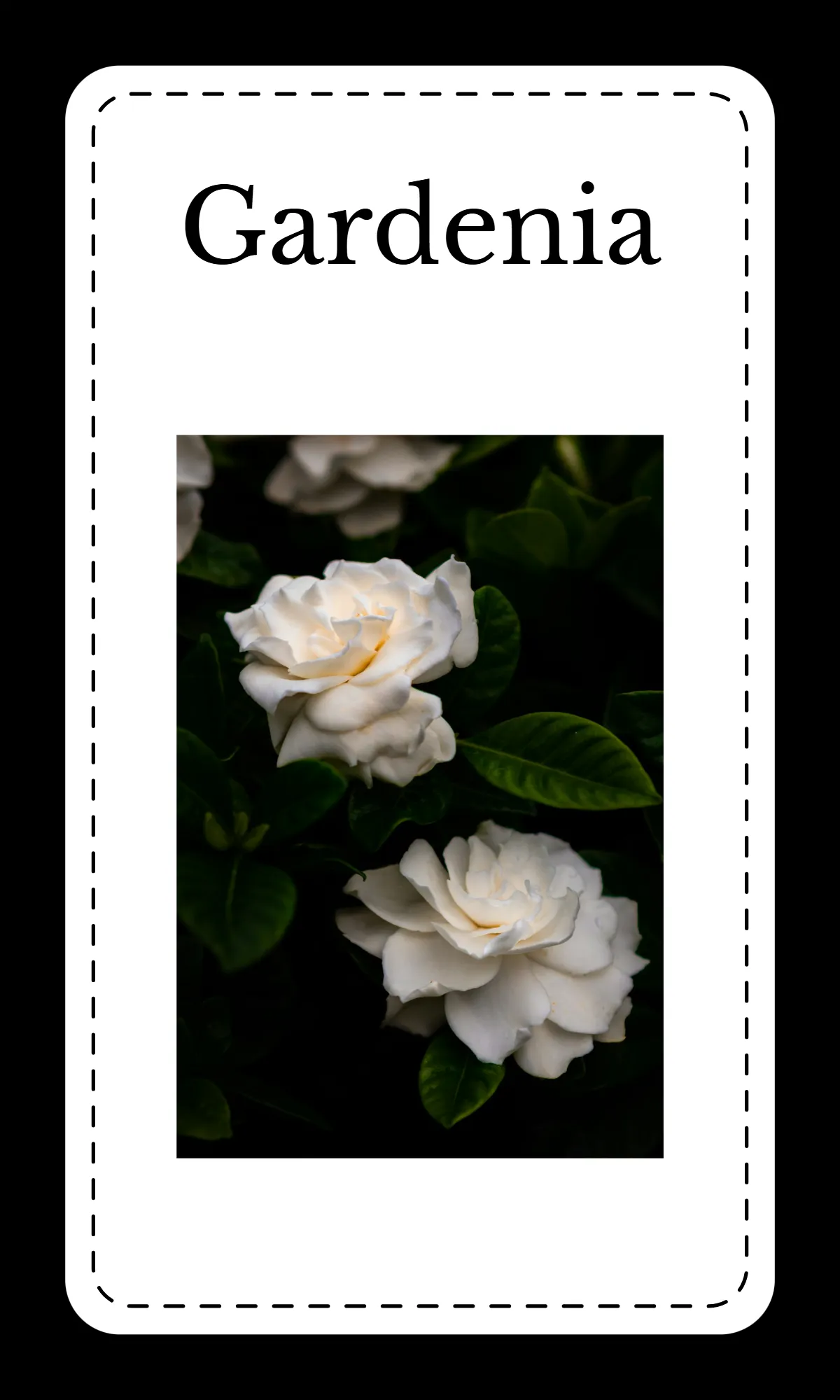 Free Creative Floral Alphabet Flashcards Template to Edit Online