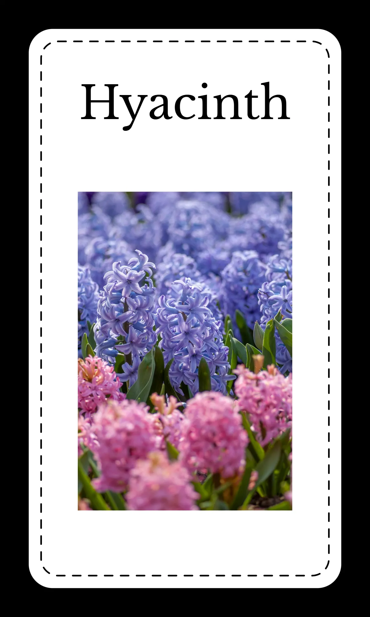 Free Creative Floral Alphabet Flashcards Template to Edit Online