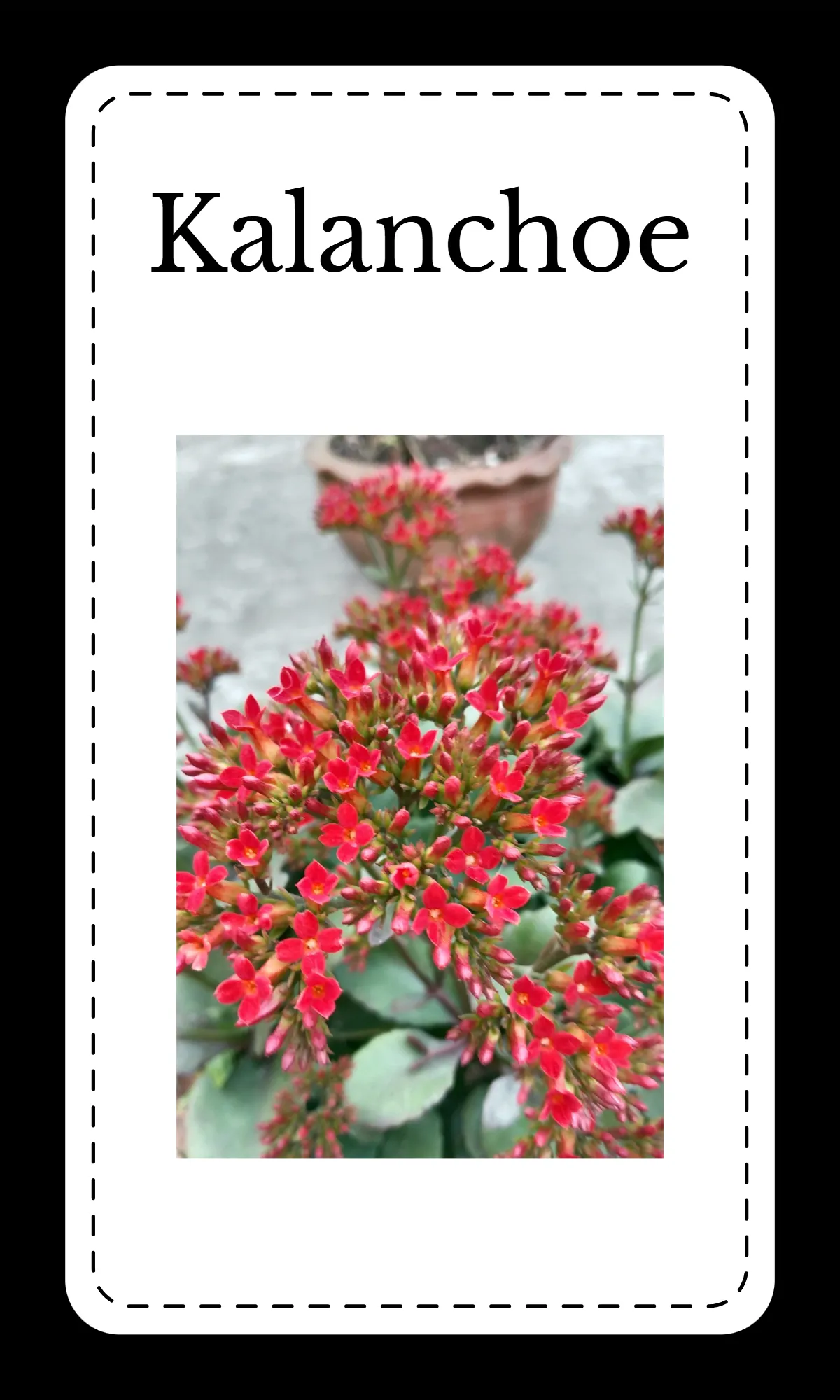 Free Creative Floral Alphabet Flashcards Template to Edit Online