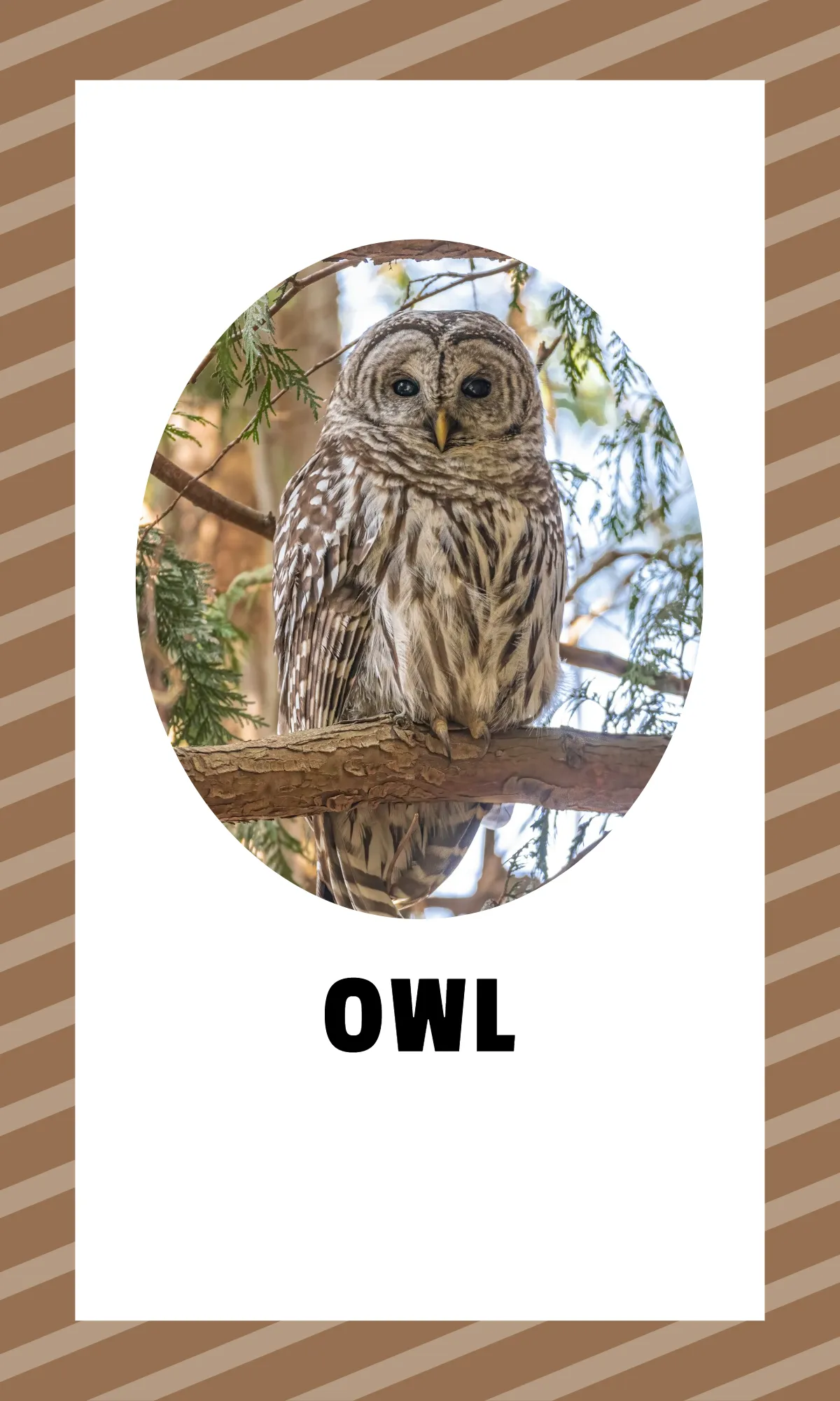 Free Alphabet Flashcards with Sight Words Template to Edit Online