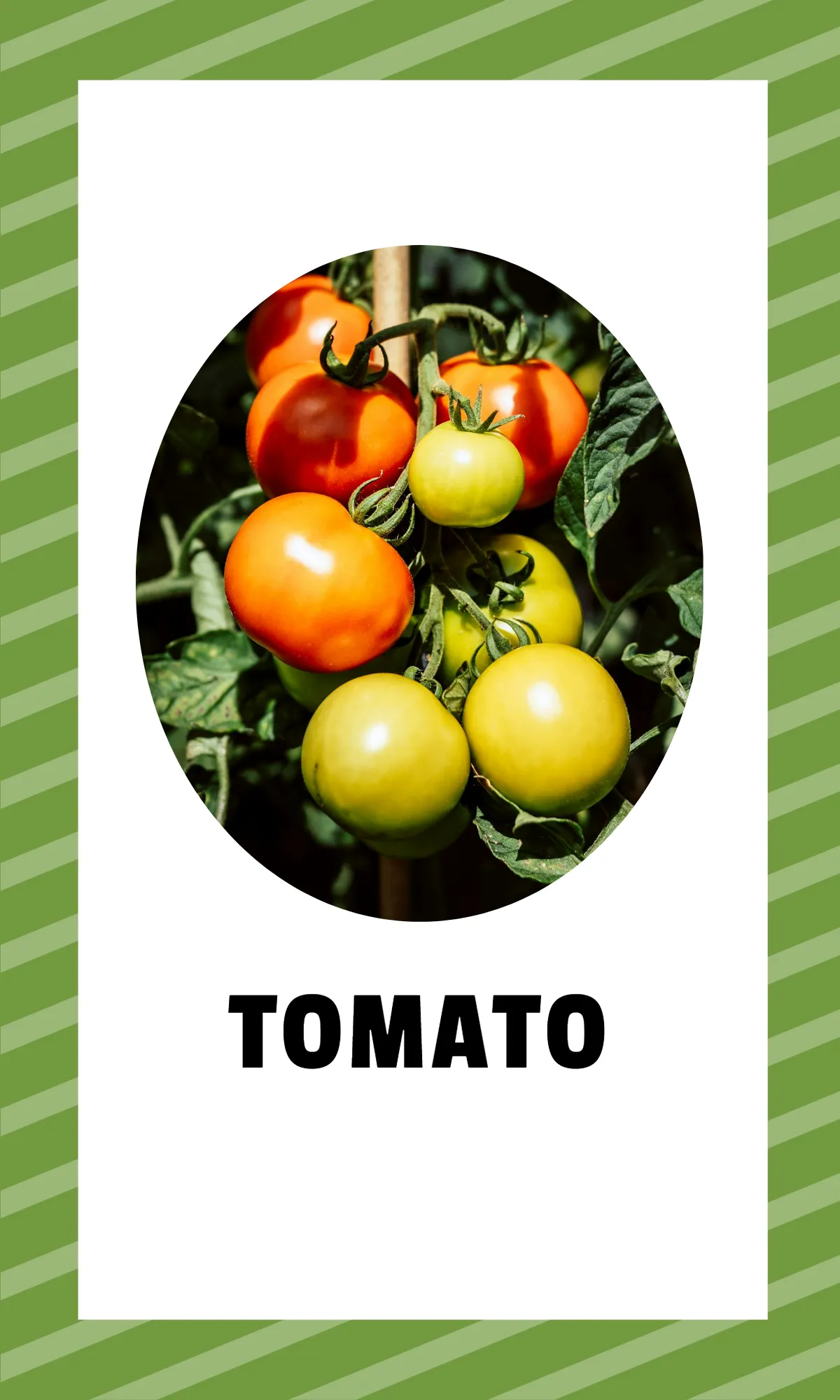 Free Alphabet Flashcards with Sight Words Template to Edit Online