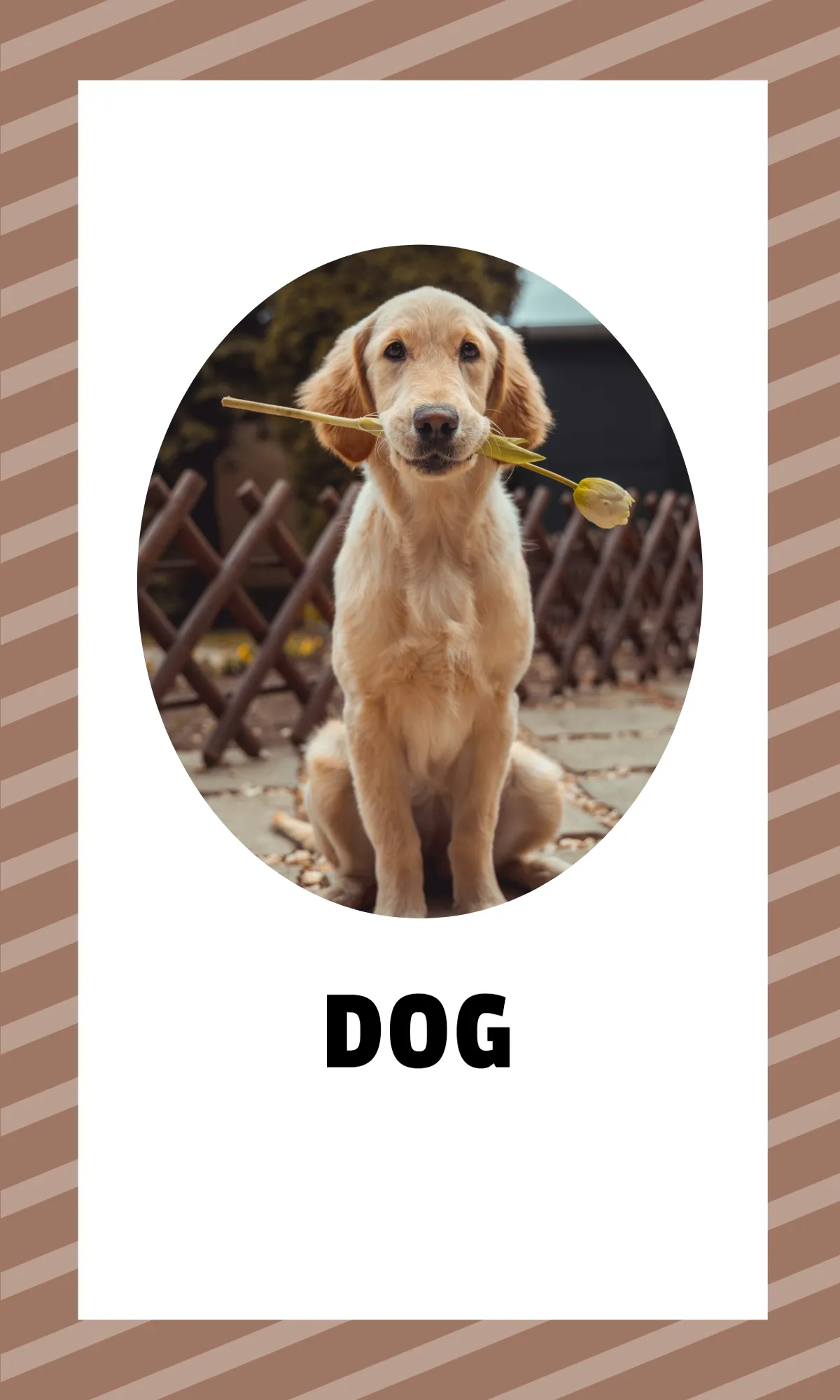 Free Alphabet Flashcards with Sight Words Template to Edit Online