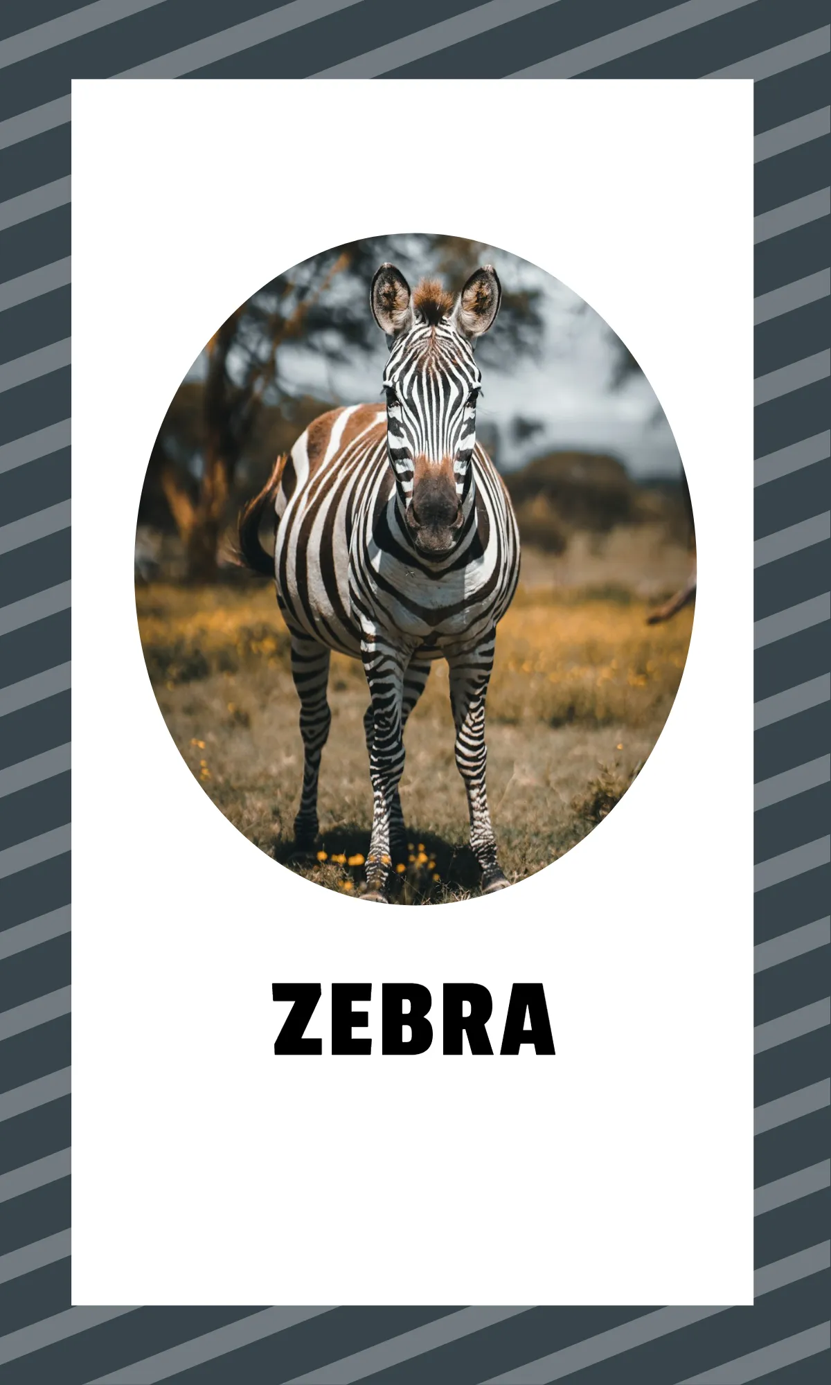 Free Alphabet Flashcards with Sight Words Template to Edit Online