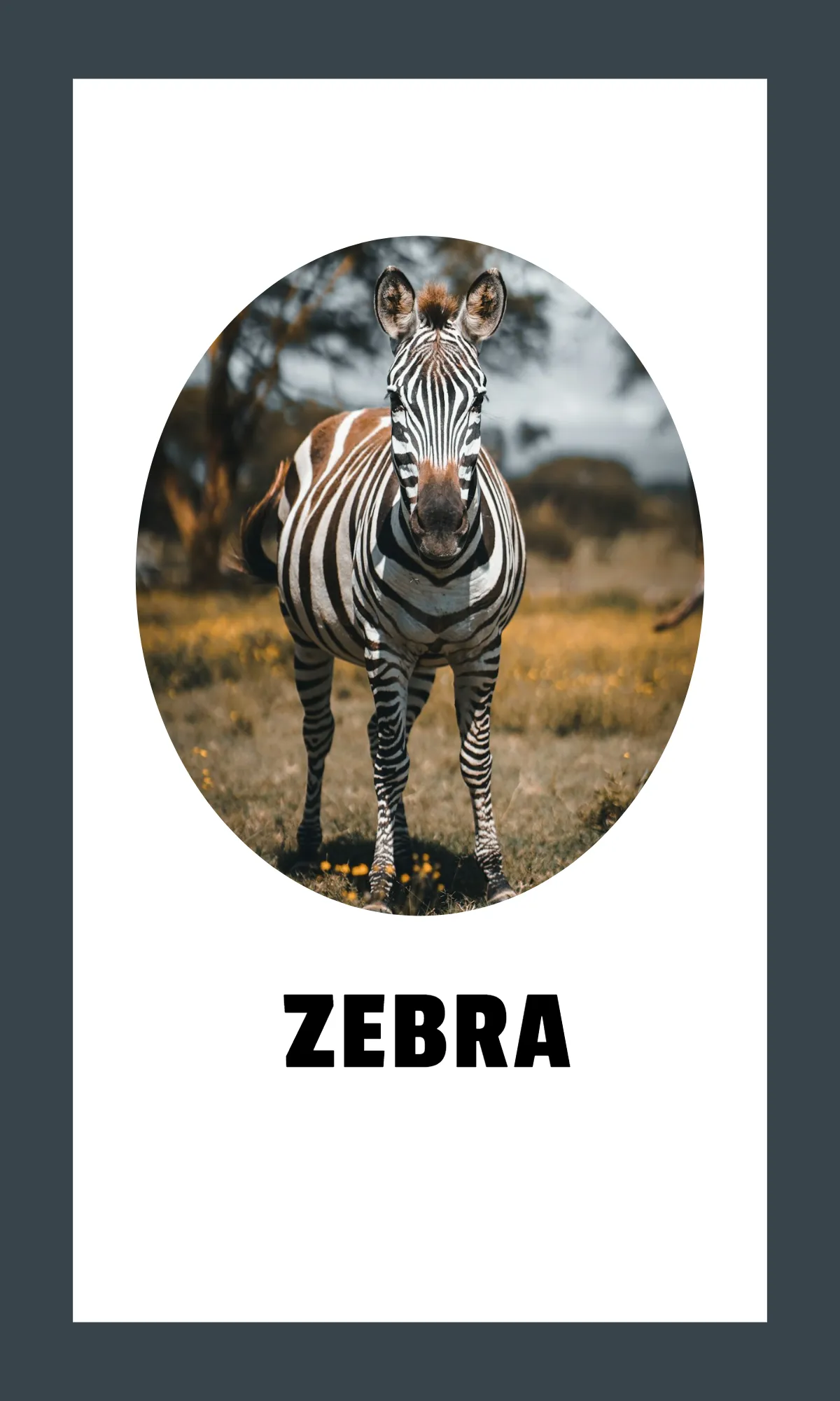 Free Alphabet Flashcards with Sight Words Template to Edit Online