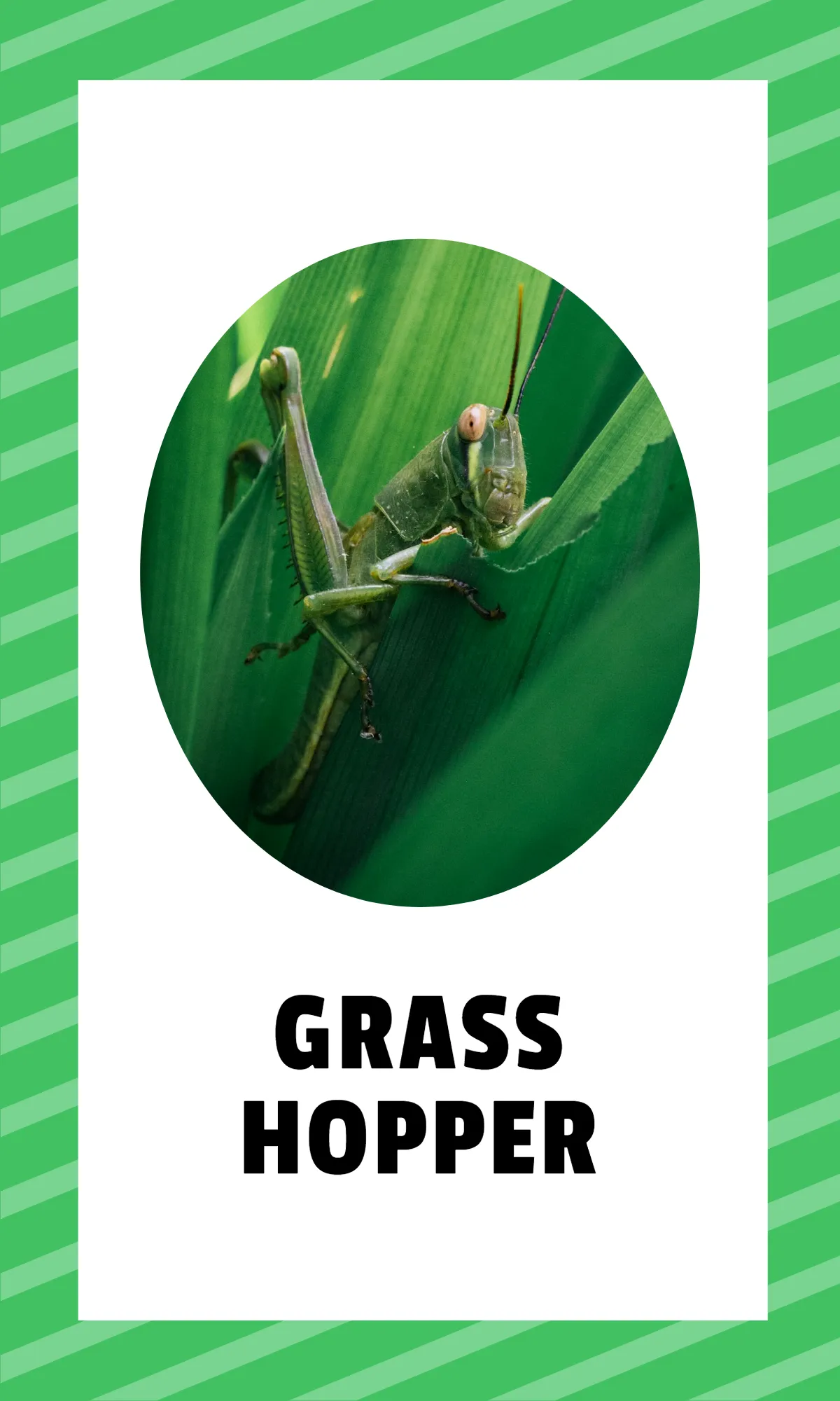 Free Alphabet Flashcards with Sight Words Template to Edit Online