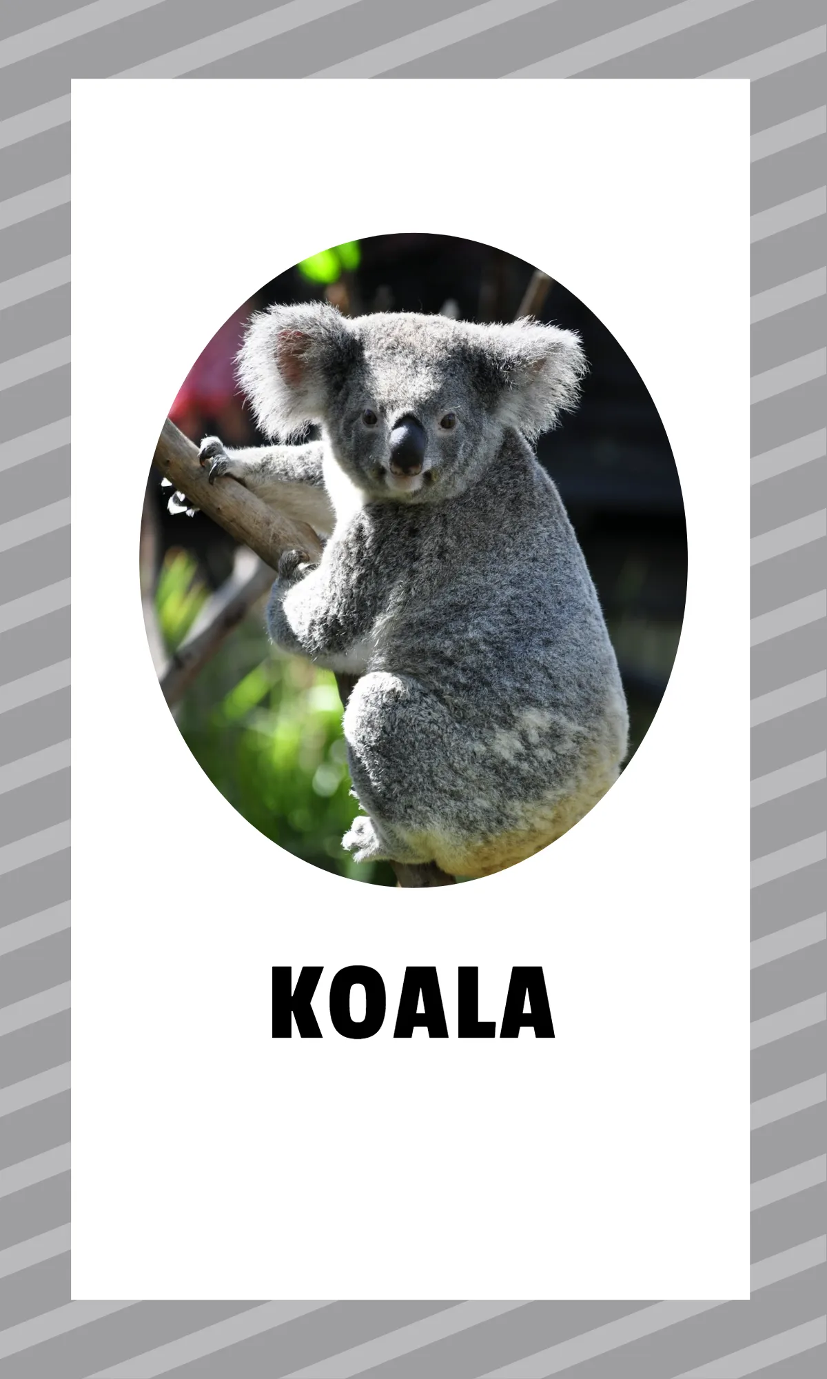 Free Alphabet Flashcards with Sight Words Template to Edit Online