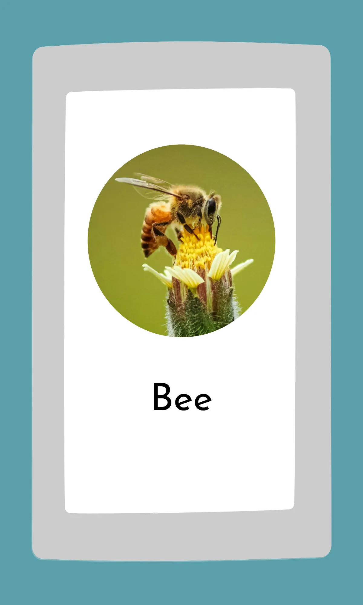 Free Cute Modern Alphabet Flashcards Template to Edit Online