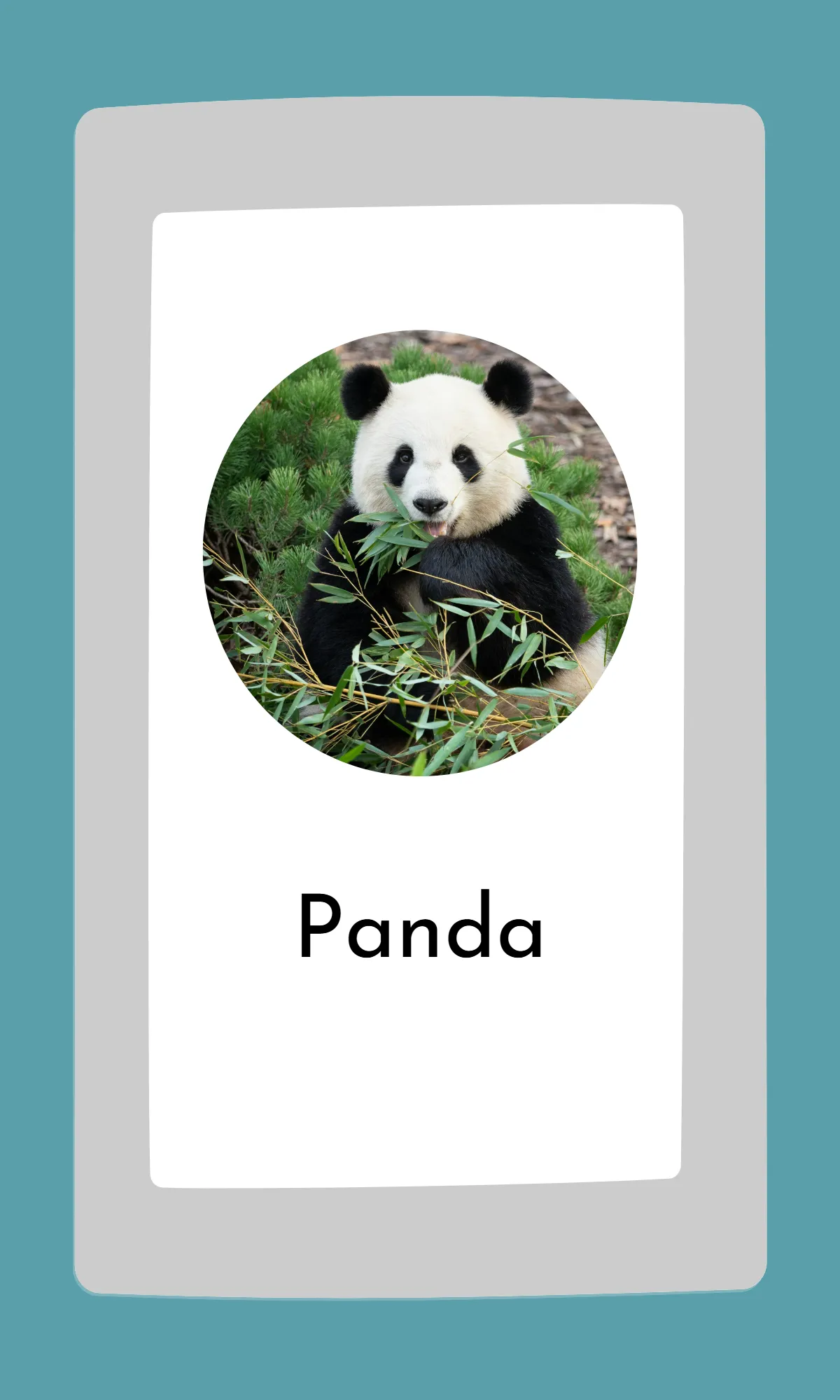 Free Cute Modern Alphabet Flashcards Template to Edit Online