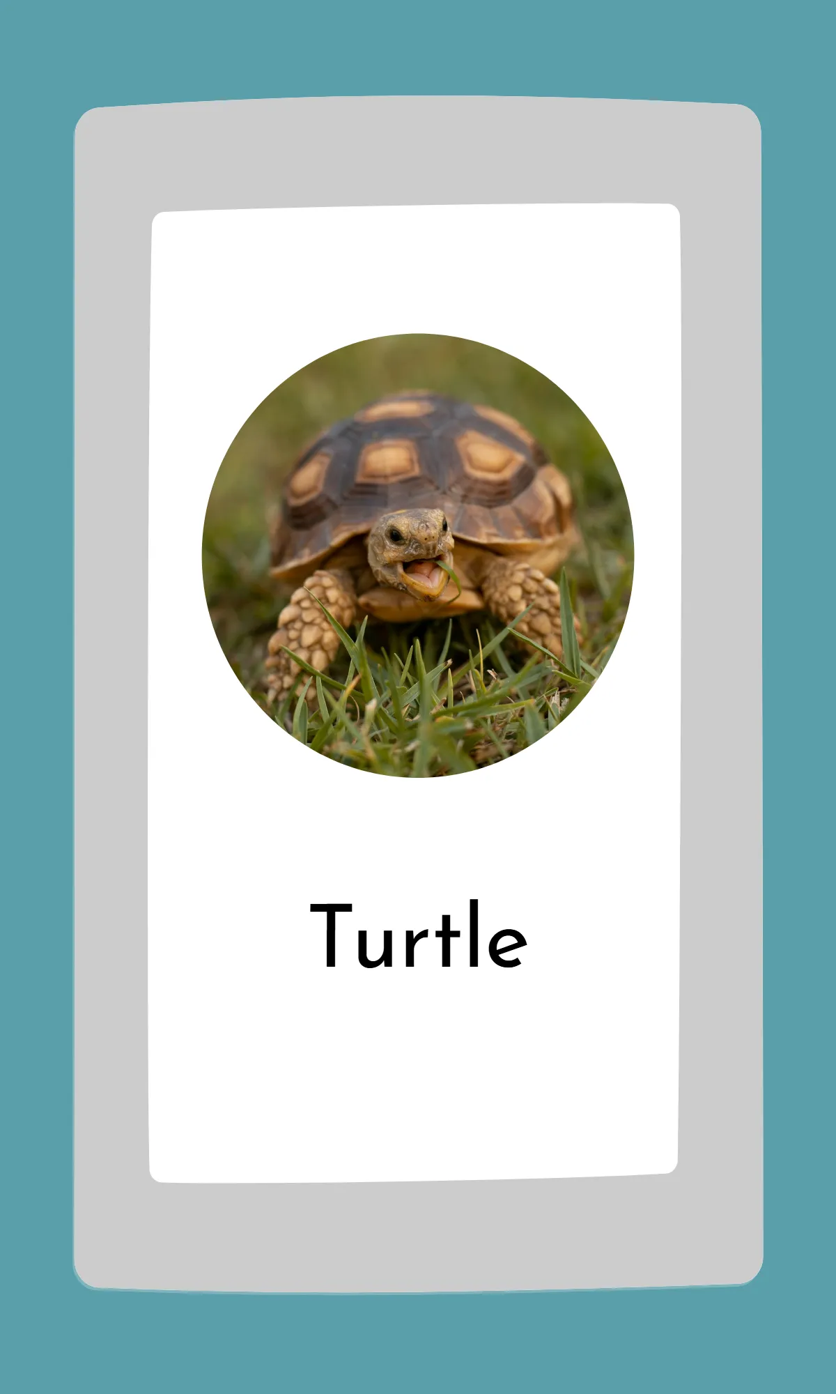 Free Cute Modern Alphabet Flashcards Template to Edit Online