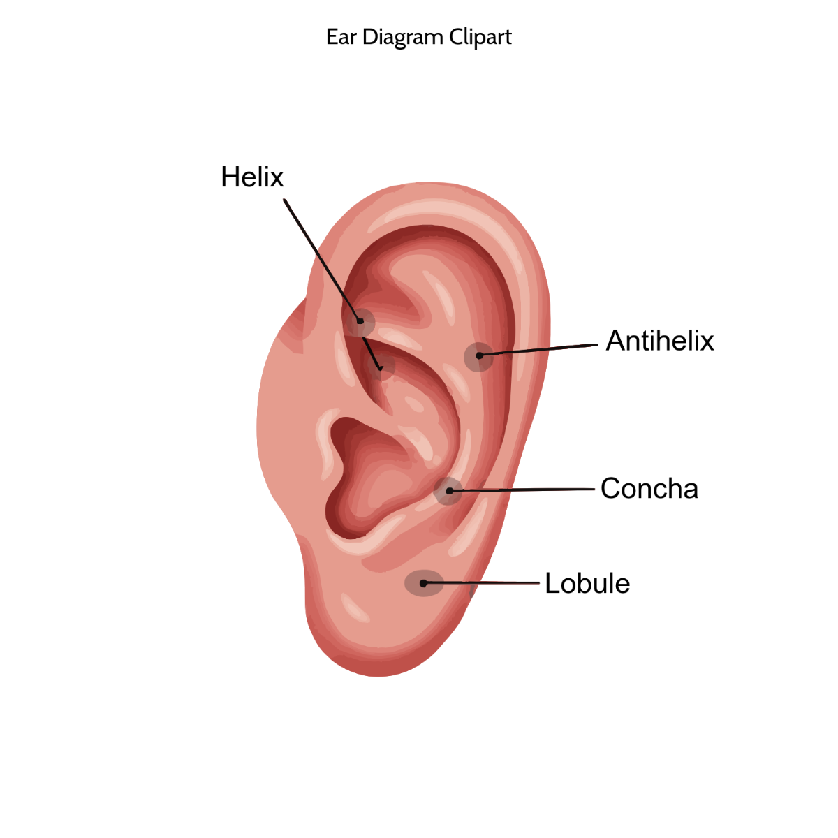 Free Ear Diagram Clipart Template to Edit Online