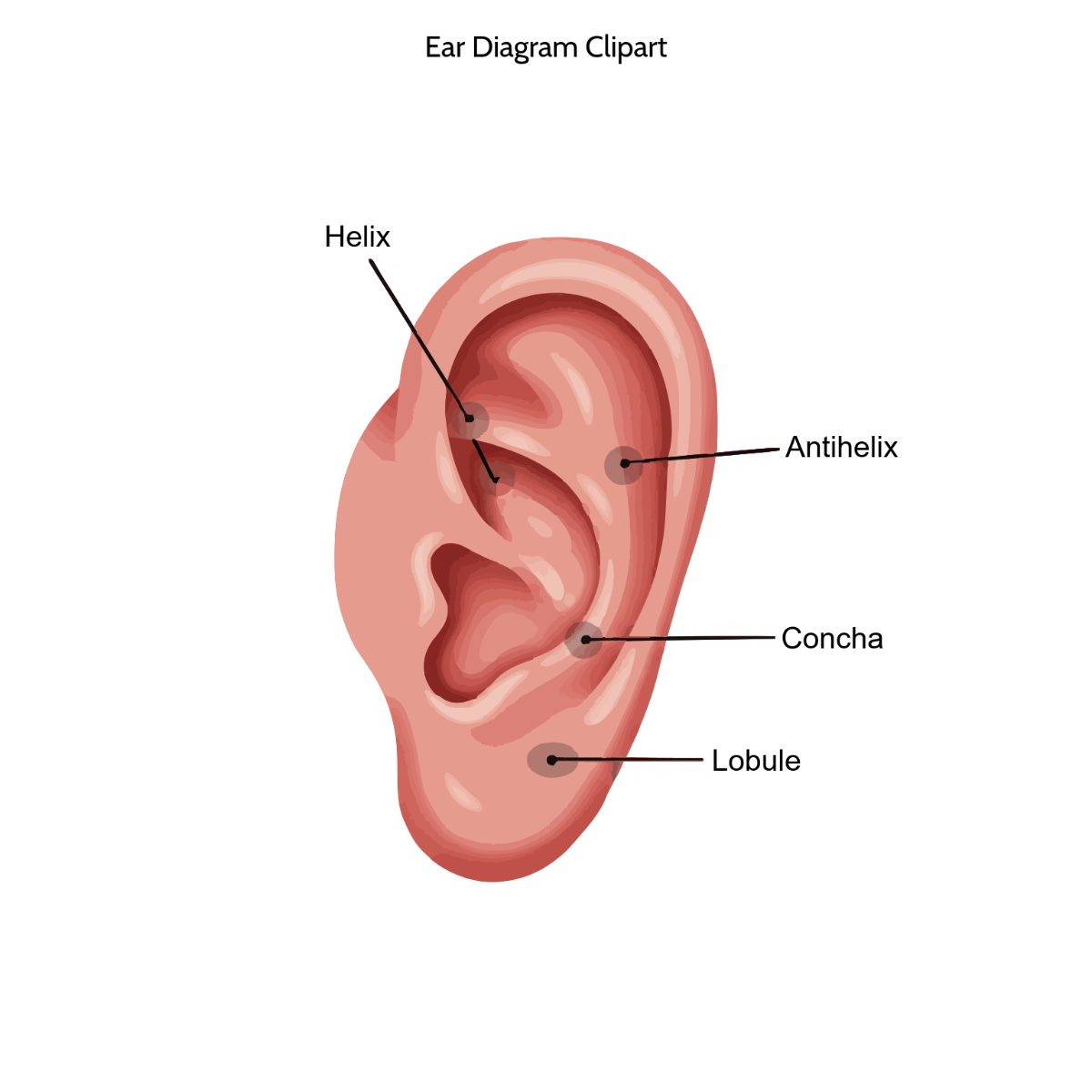 Free Ear Diagram Clipart to Edit Online