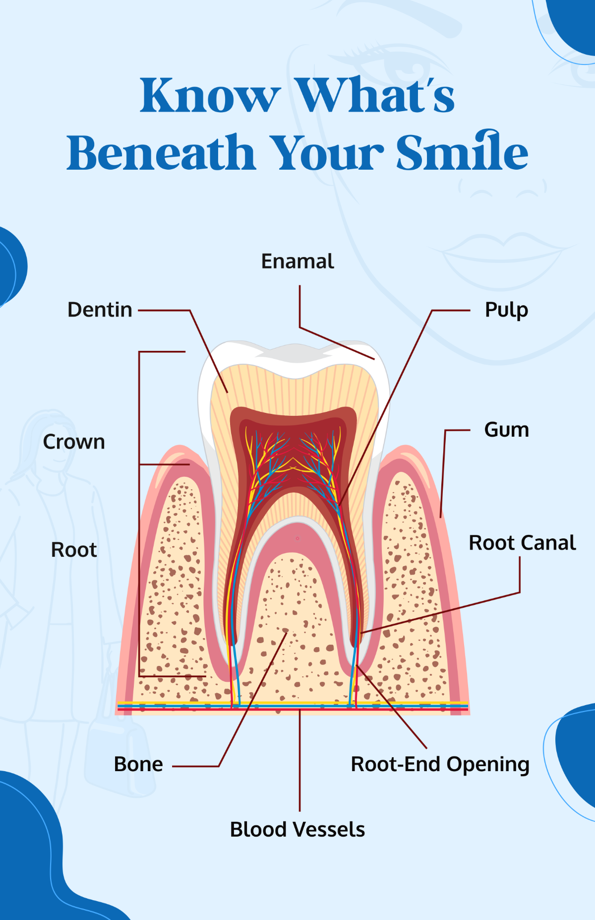 Free Dental Tooth Anatomy Poster Template