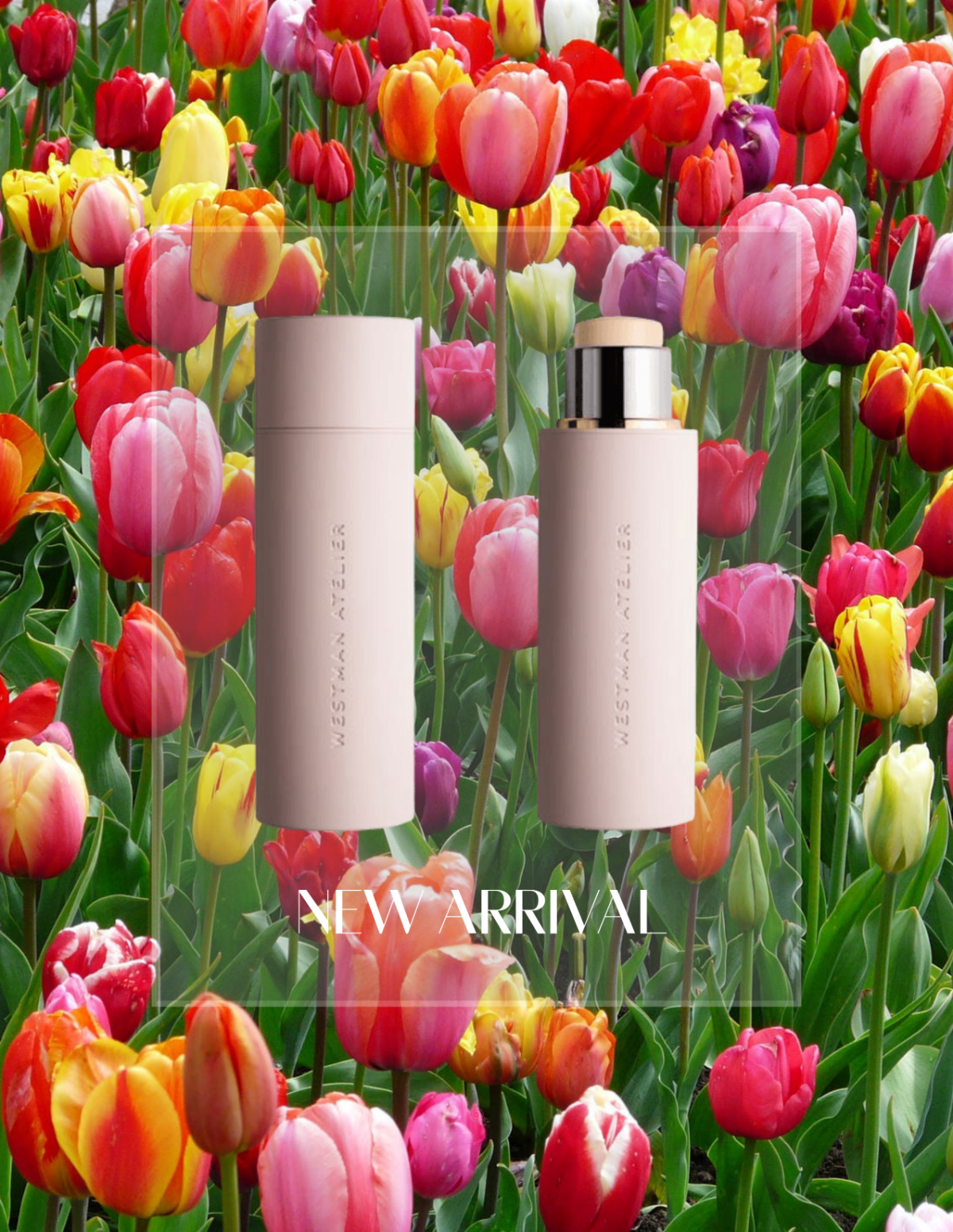 Free Tulip Background Floral Photo Template