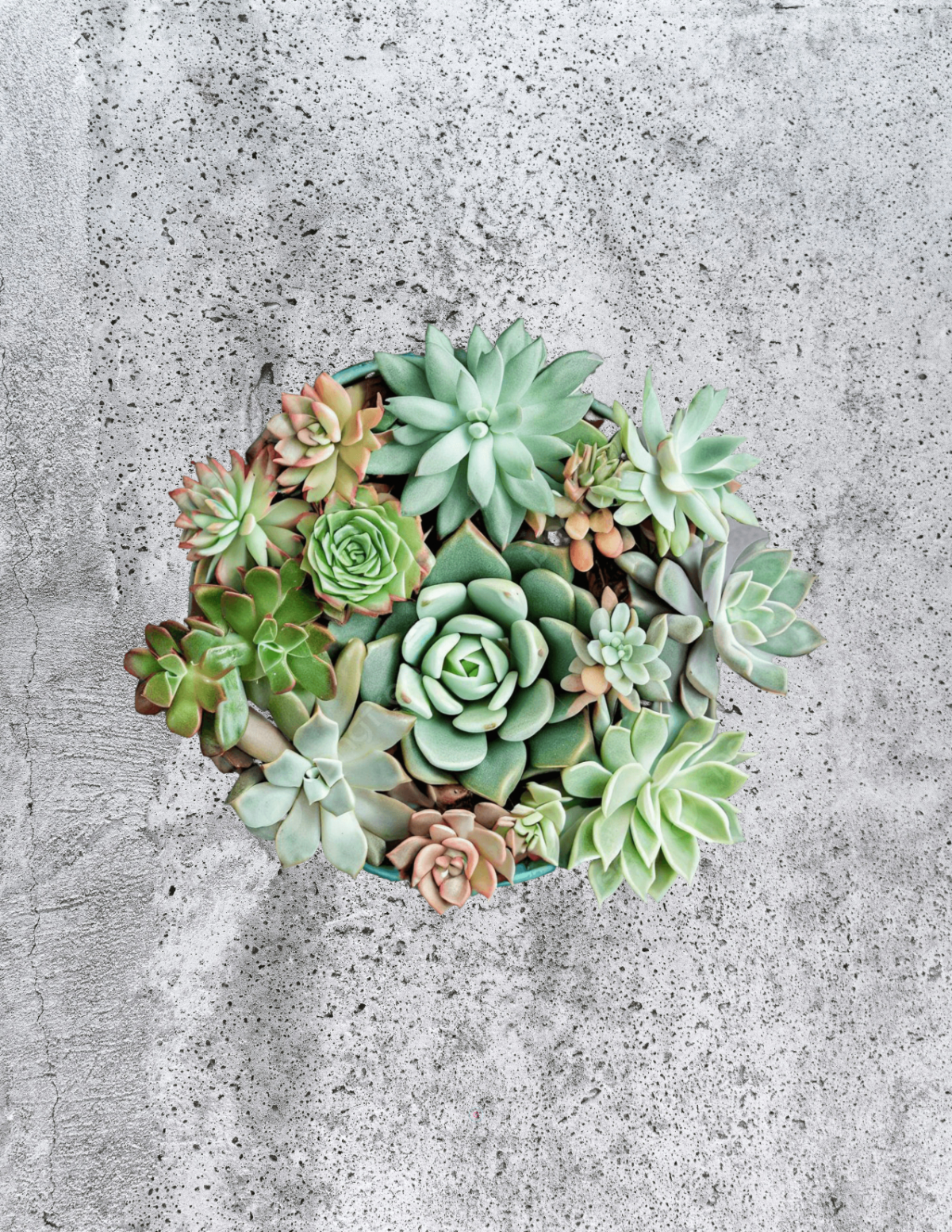 Free Plant Flatlay Photo Template to Edit Online