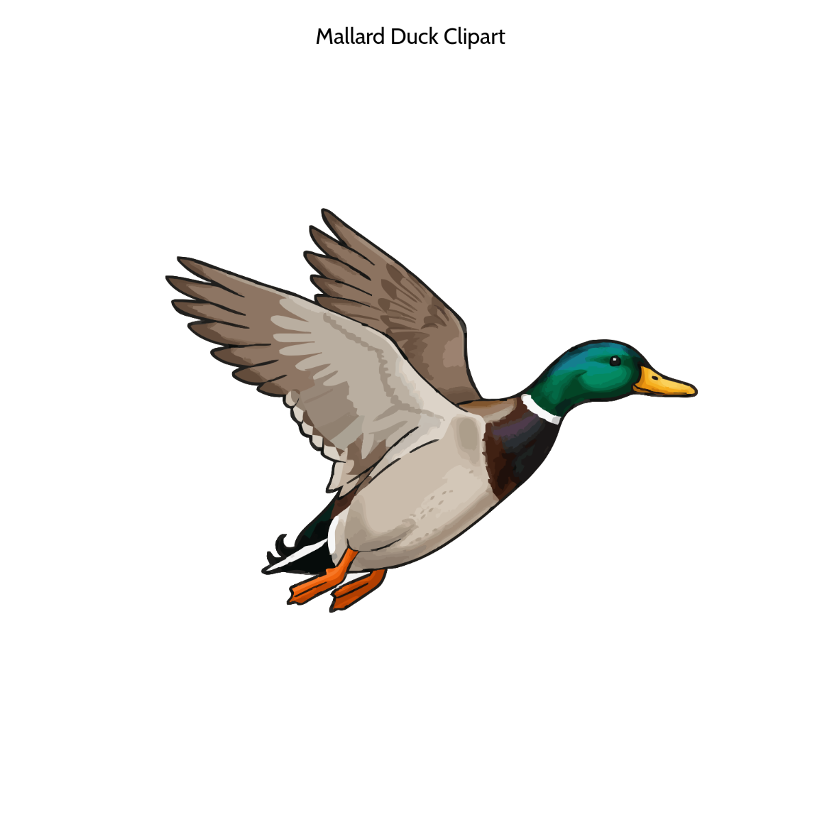 Free Mallard Duck Clipart to Edit Online