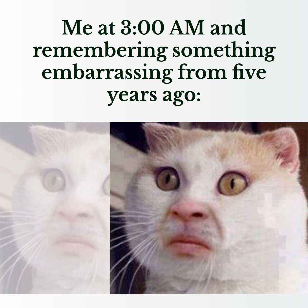 Free Cat Meme Template