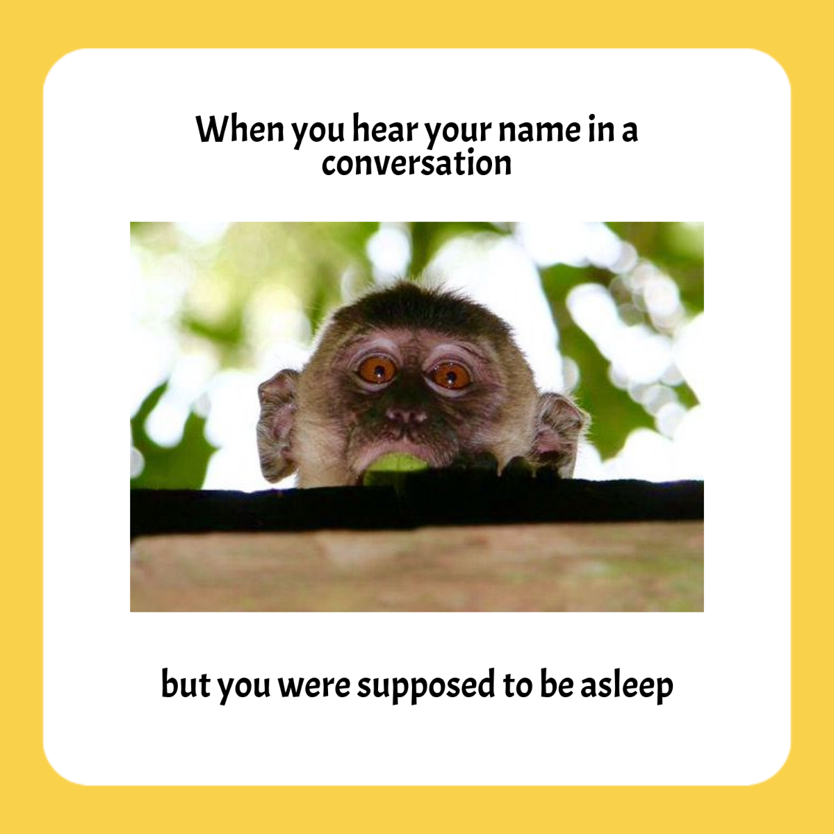 Free Monkey Meme Template
