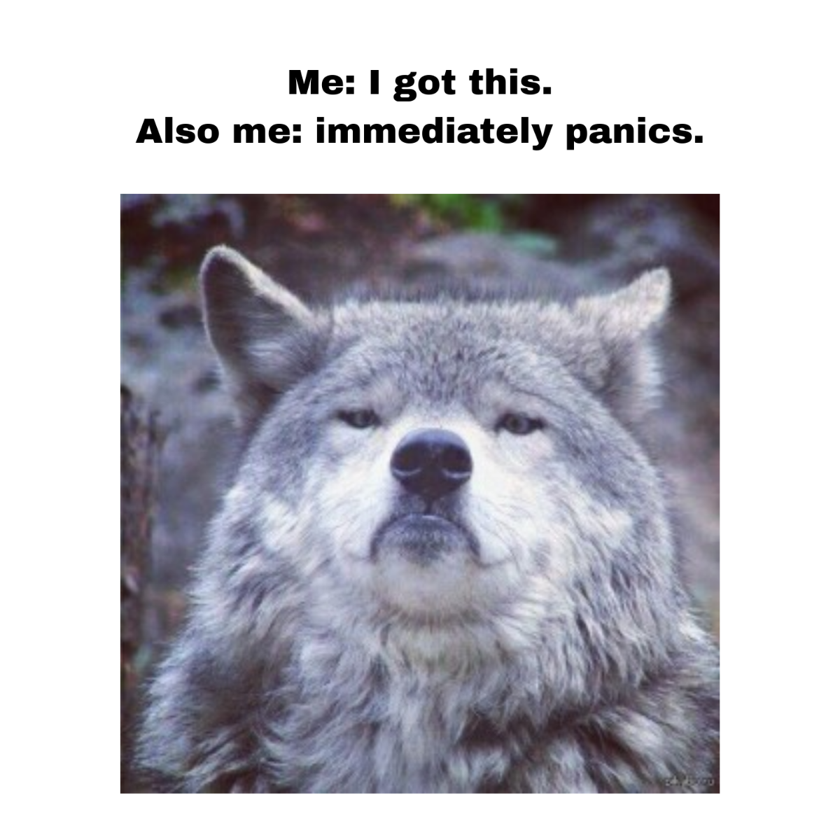 Free Wolf Meme Template