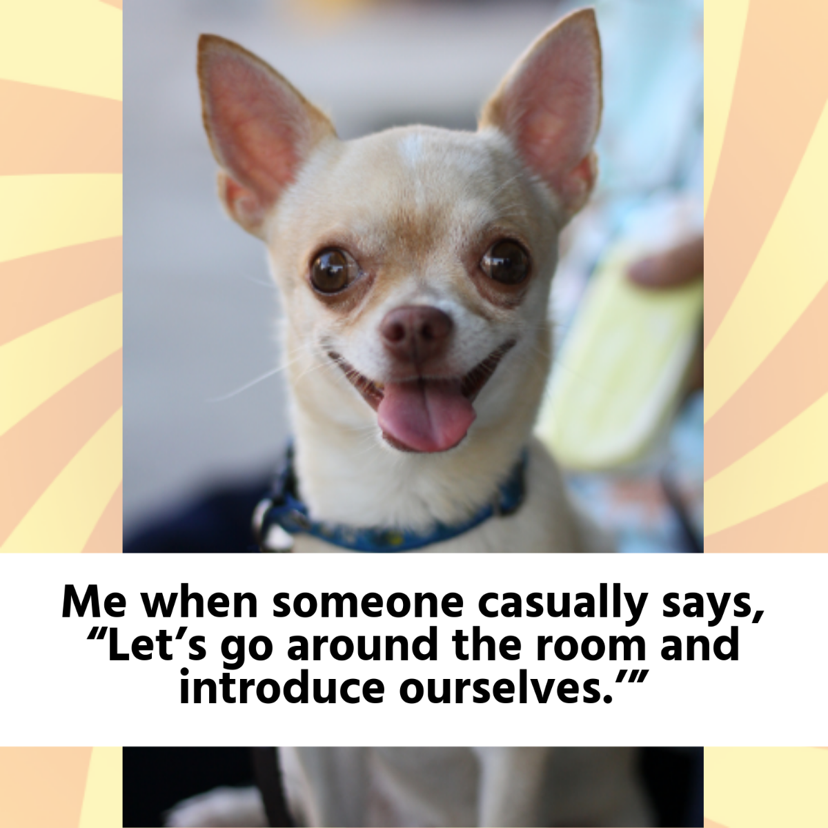 Chihuahua Meme Template to Download