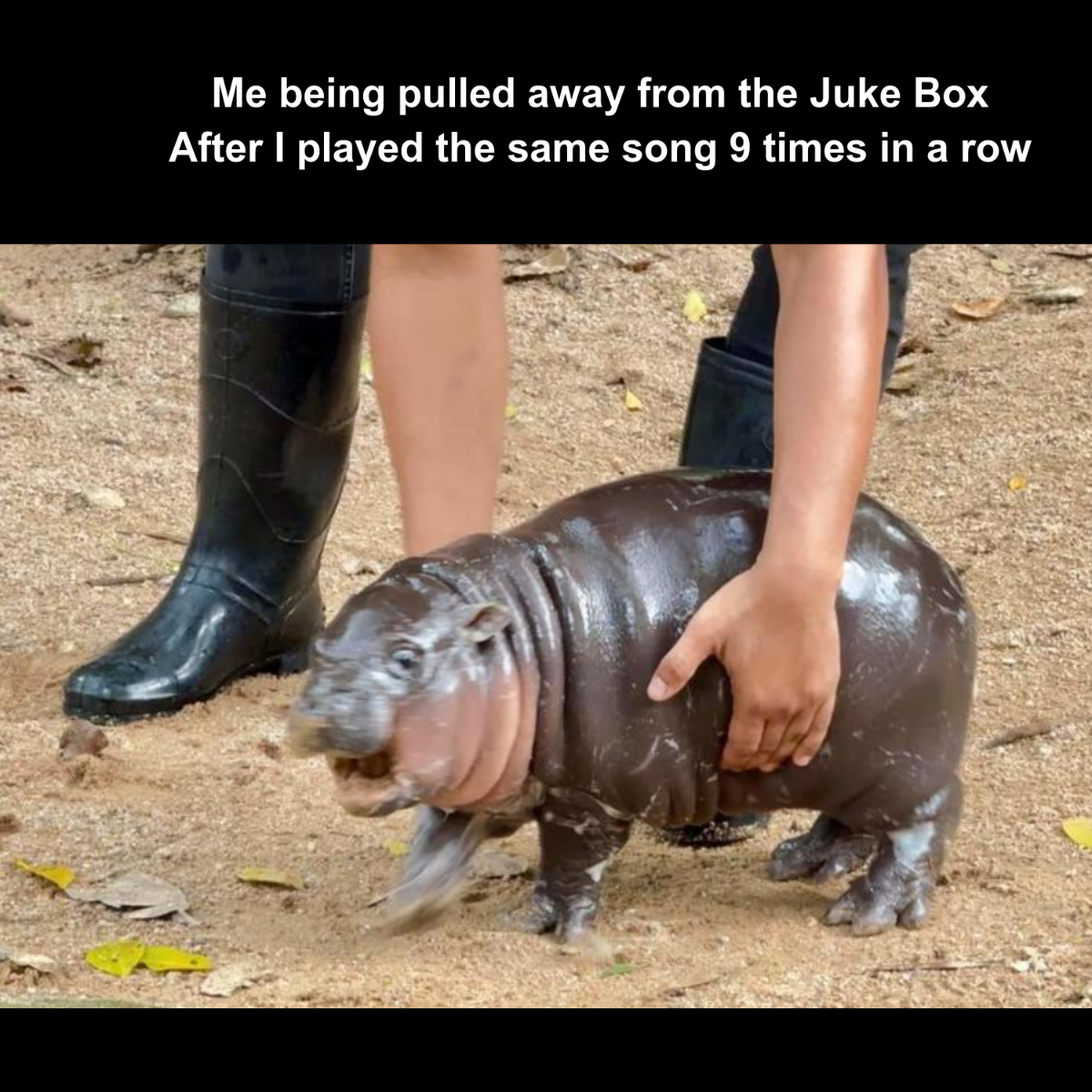Free Moo Deng Meme Template to Edit Online