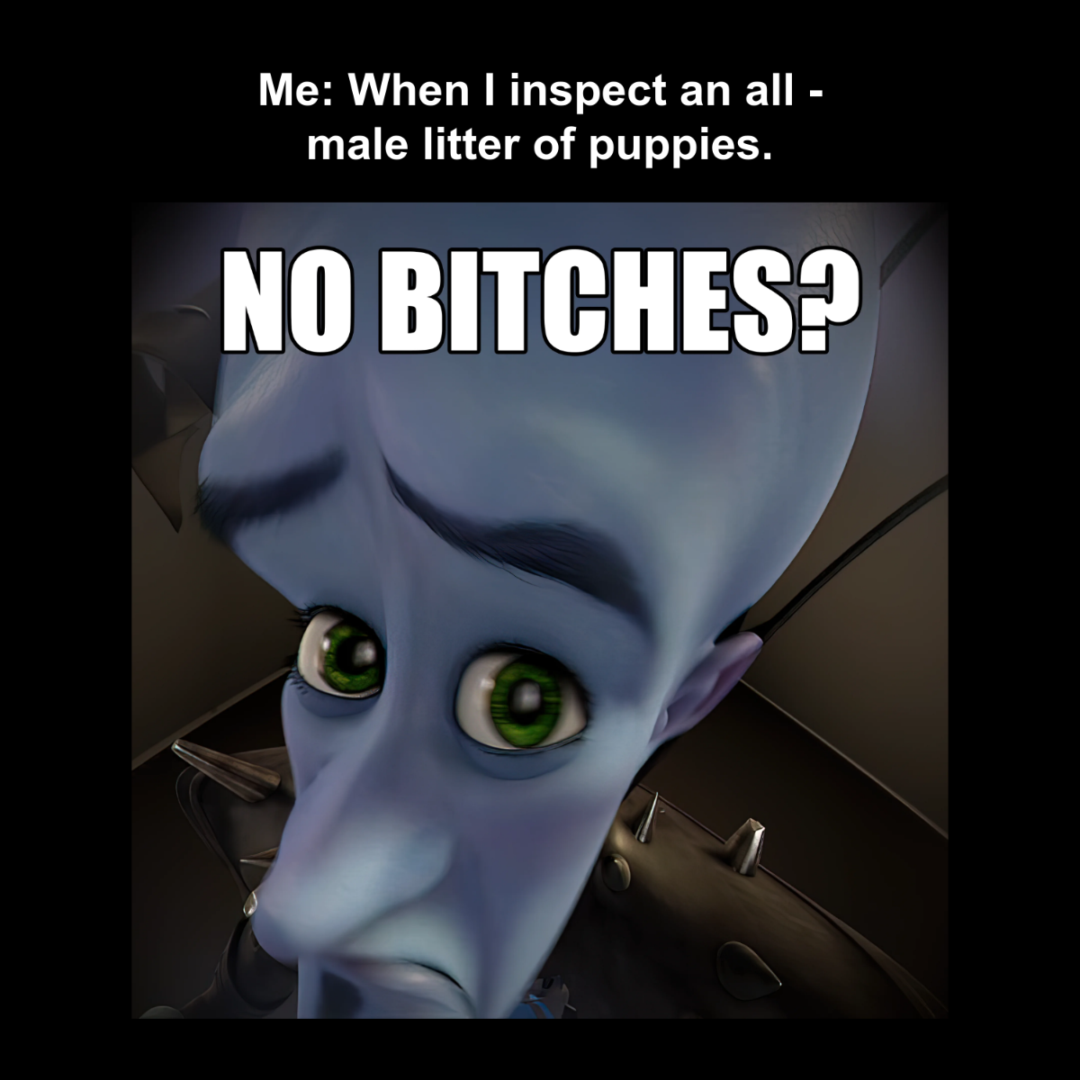 No Bitches Meme