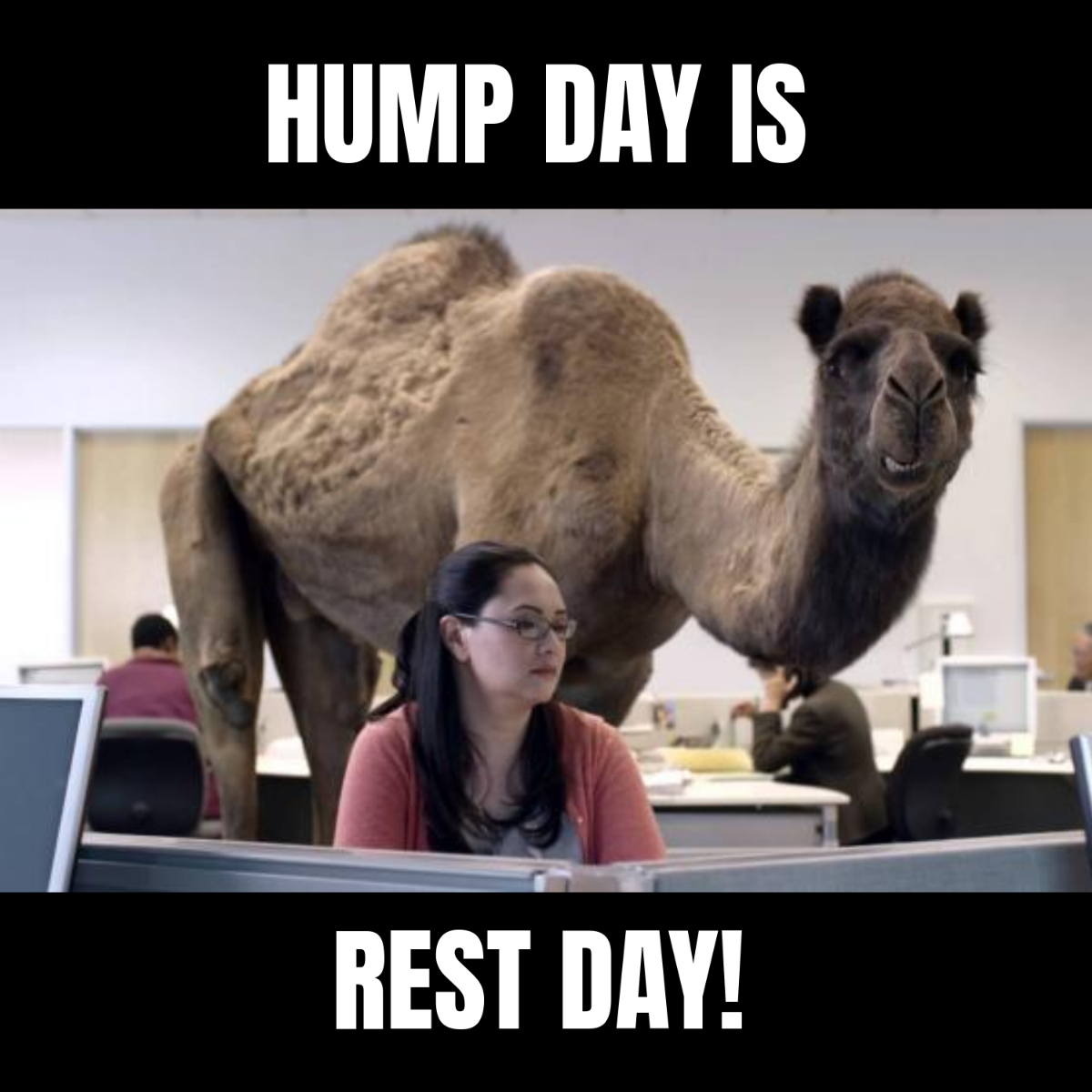 Hump Day Meme Template Hump Day Meme Template