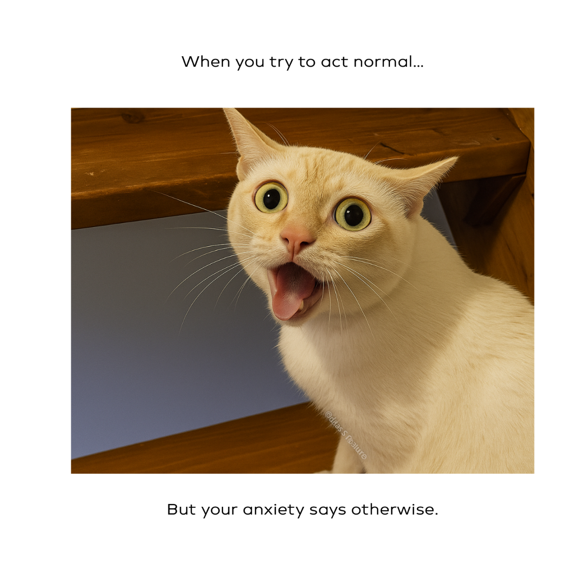 Free Cat Coughing Meme Template to Edit Online