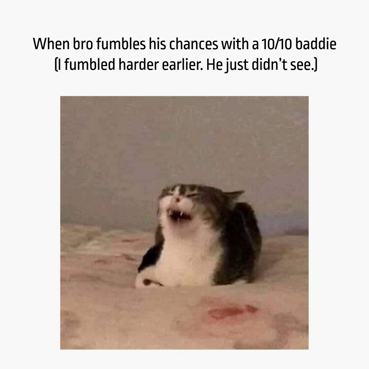 Free Laughing Cat Meme Template to Edit Online
