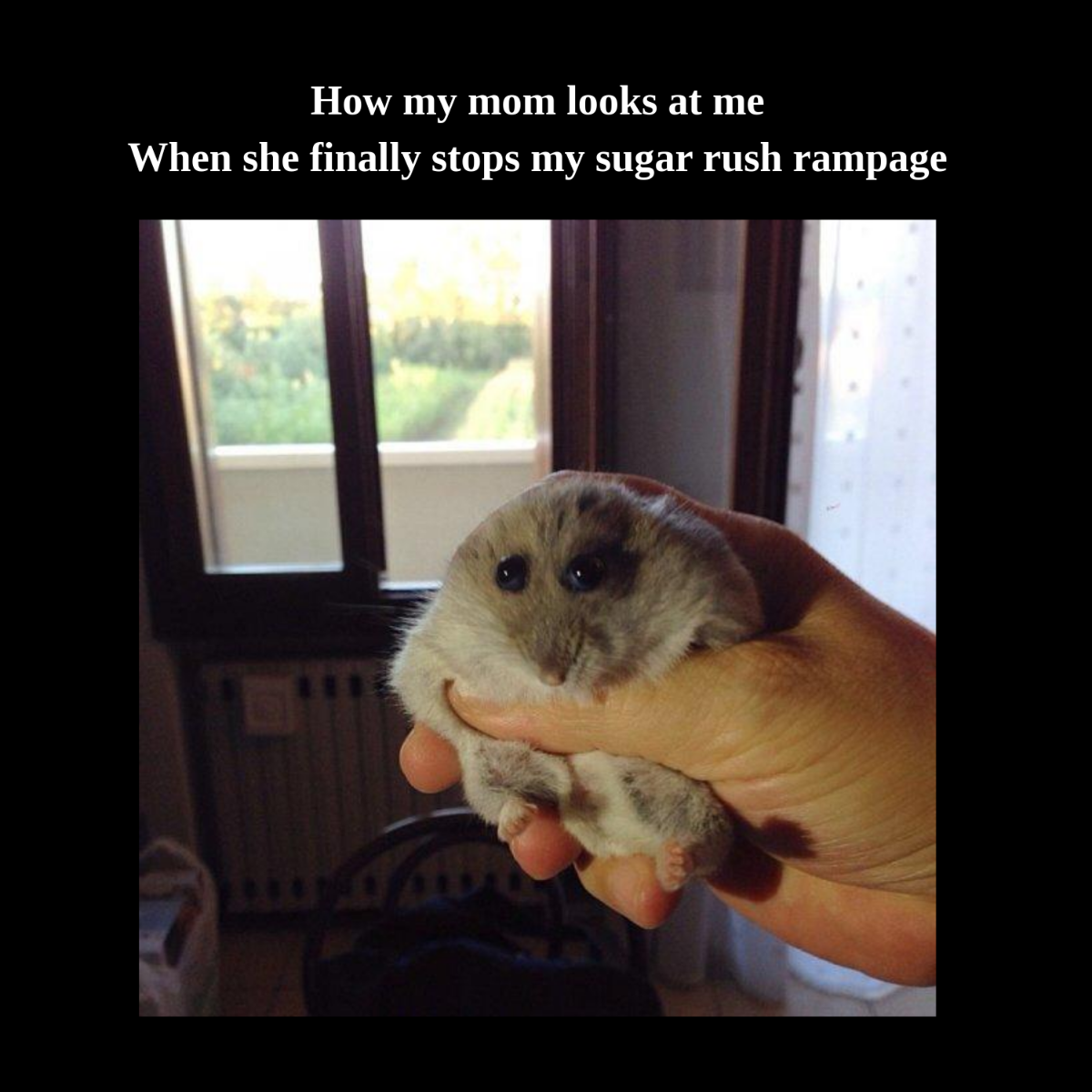 Free Hampter Meme Template to Edit Online