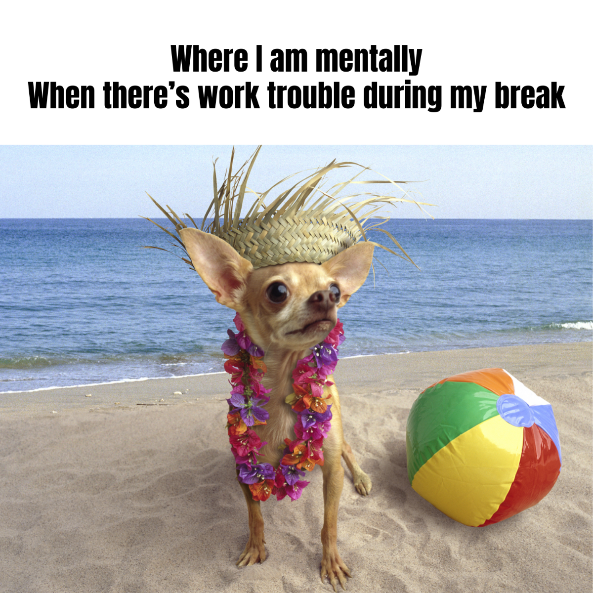 Free Vacation Meme Template to Edit Online