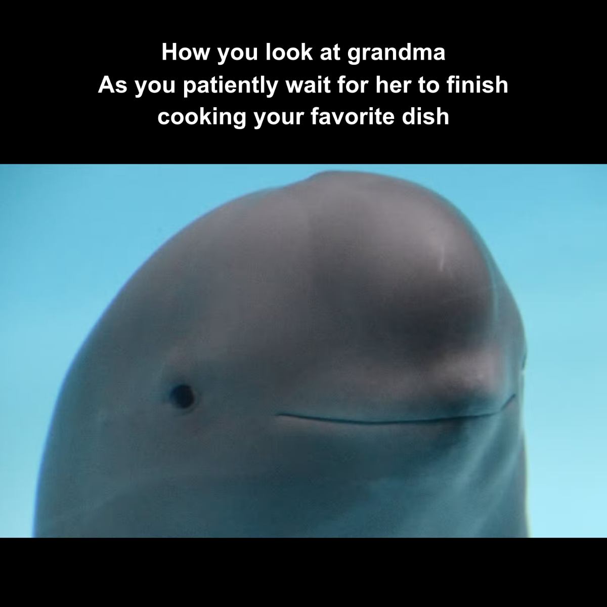 Dolphin Meme