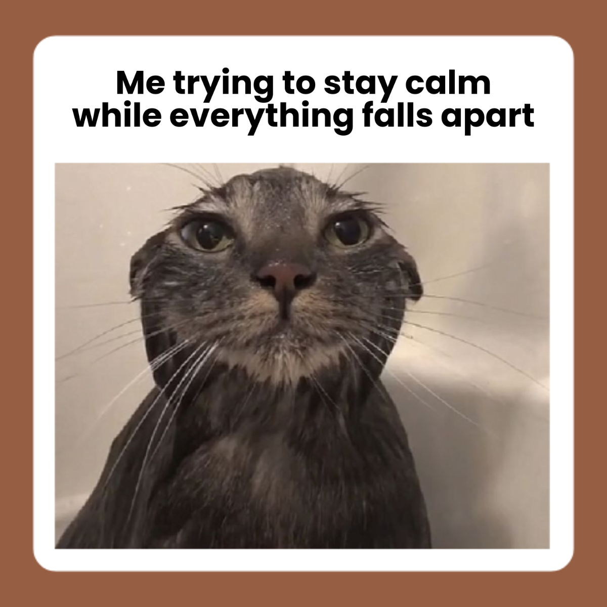 Wet Cat Meme