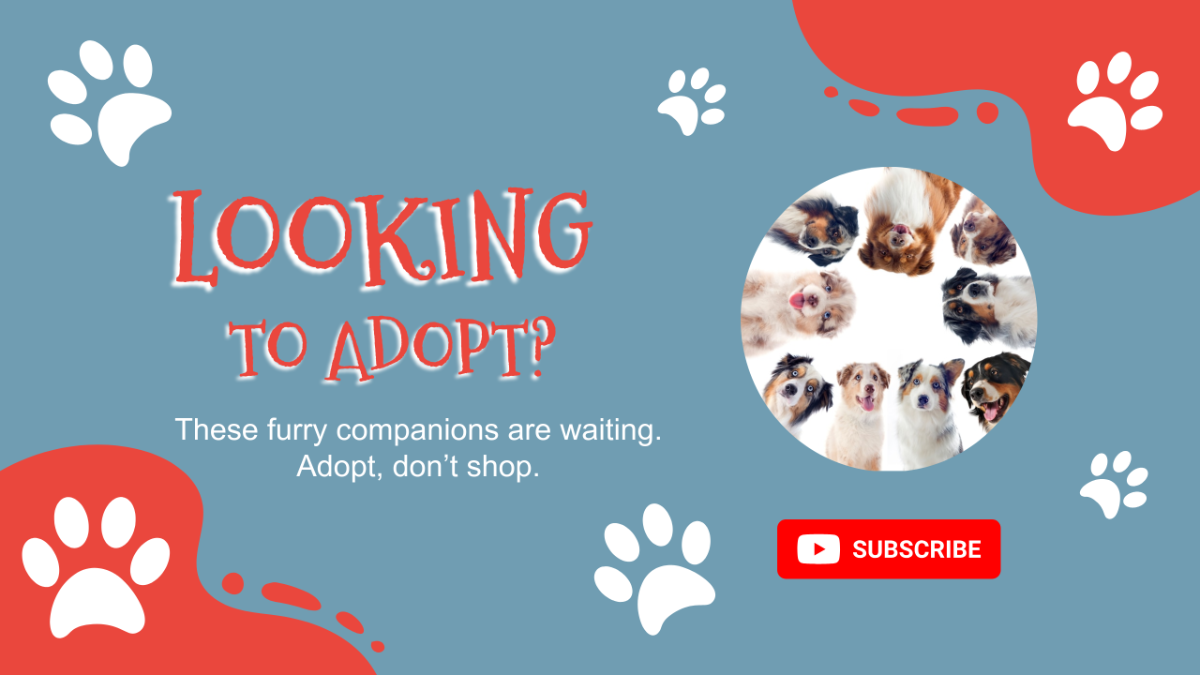 Free Pet Adoption YouTube Ad Template to Edit Online