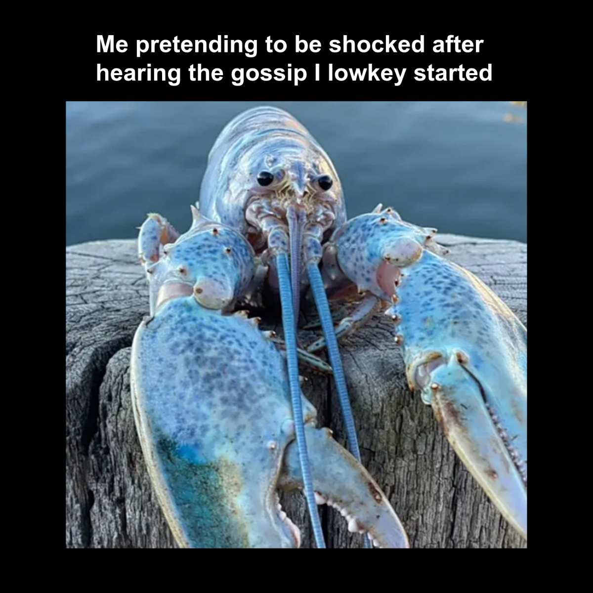 Free Blue Lobster Meme Template to Edit Online