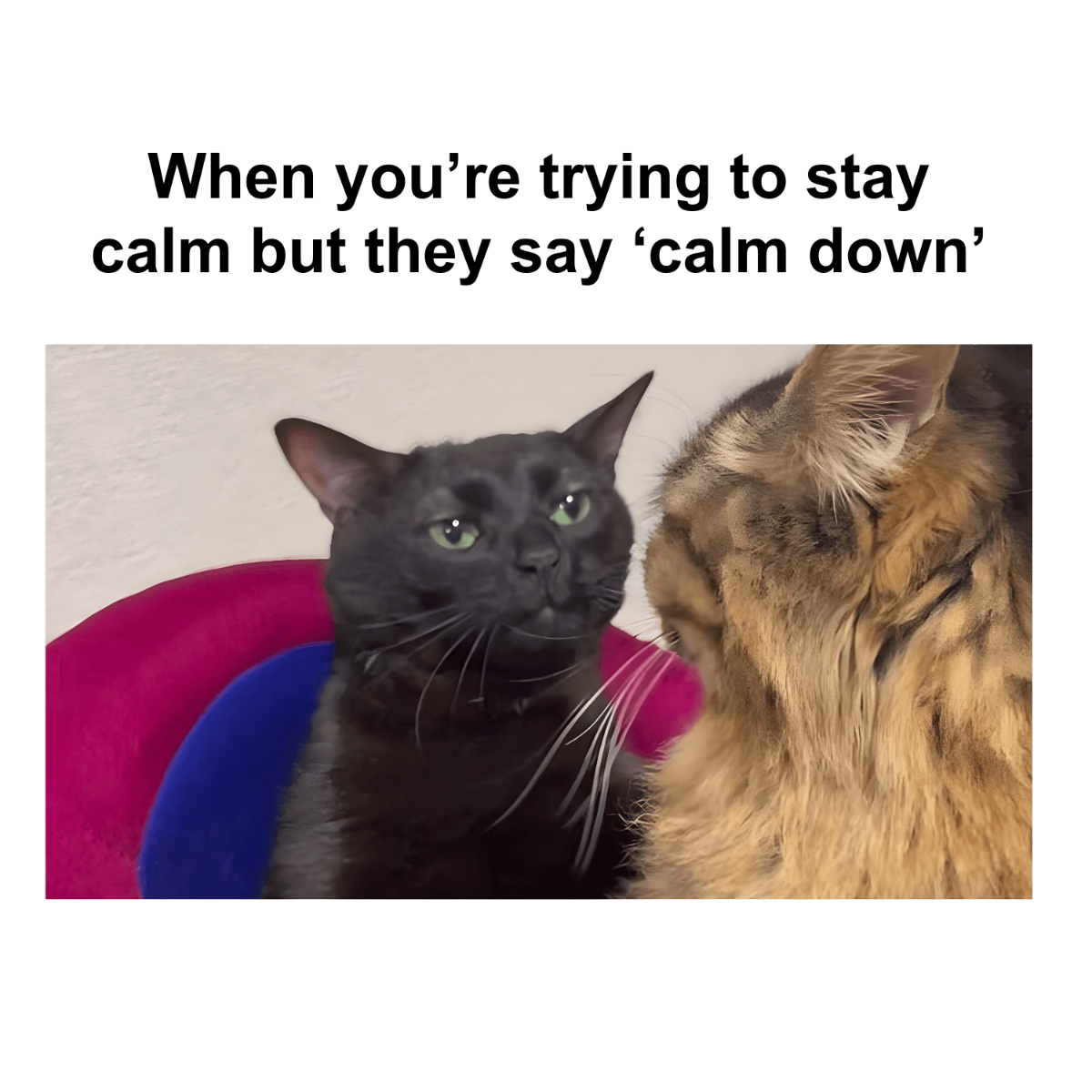Free Black Cat Meme Template to Edit Online