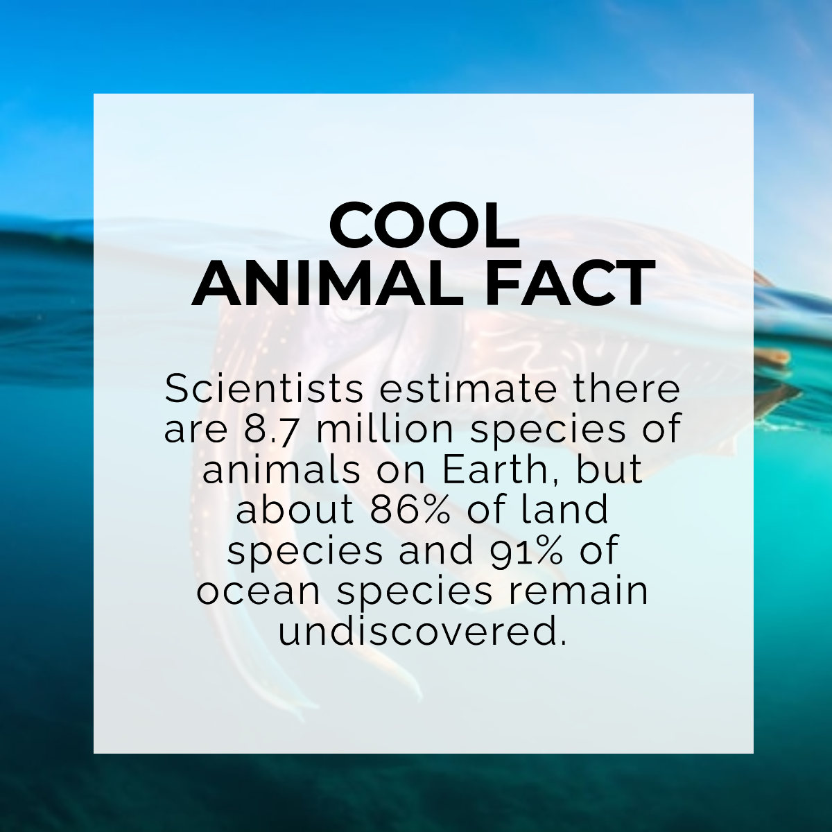 Free Animals Factoid Template to Edit Online