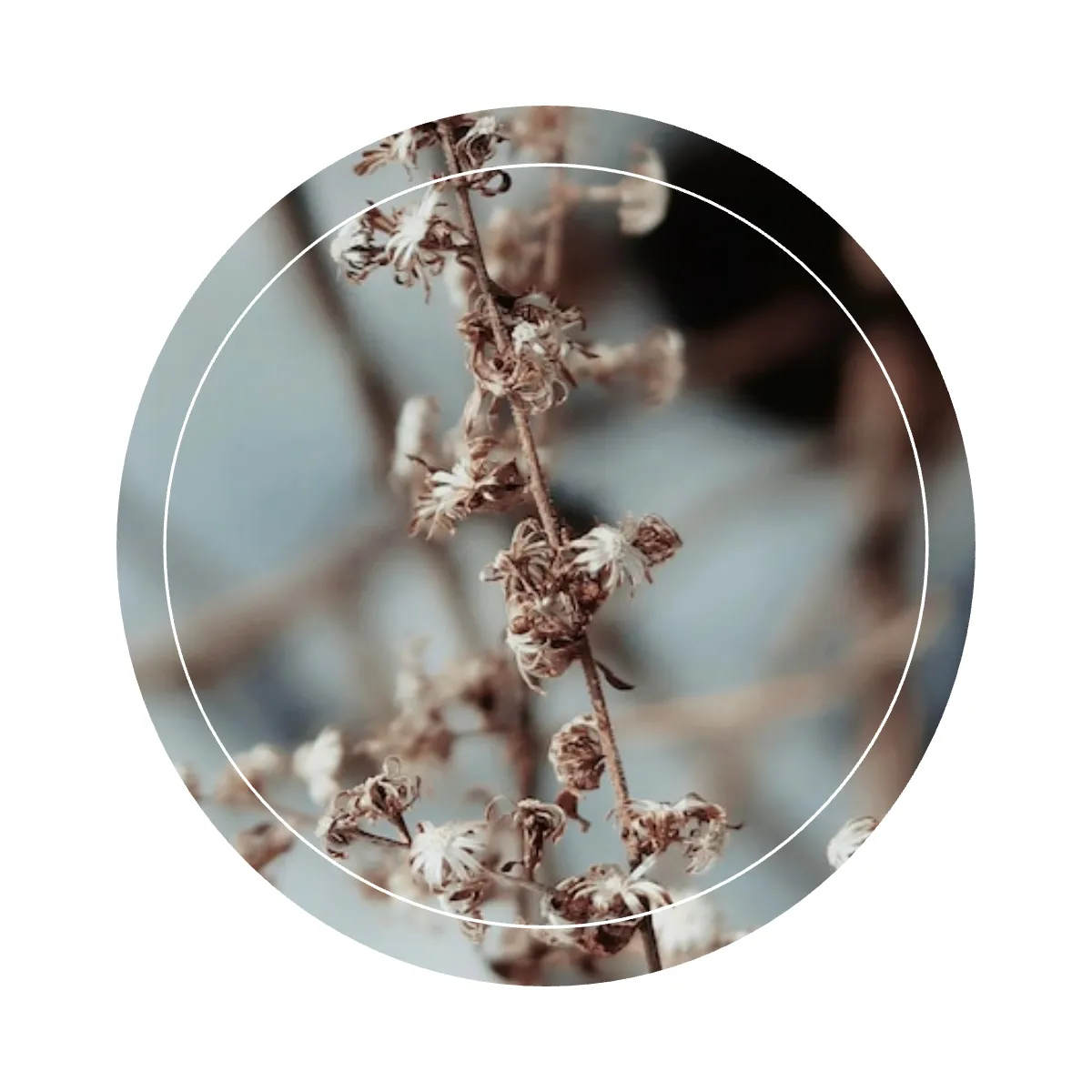 Free Season Instagram Highlight Cover Template to Edit Online