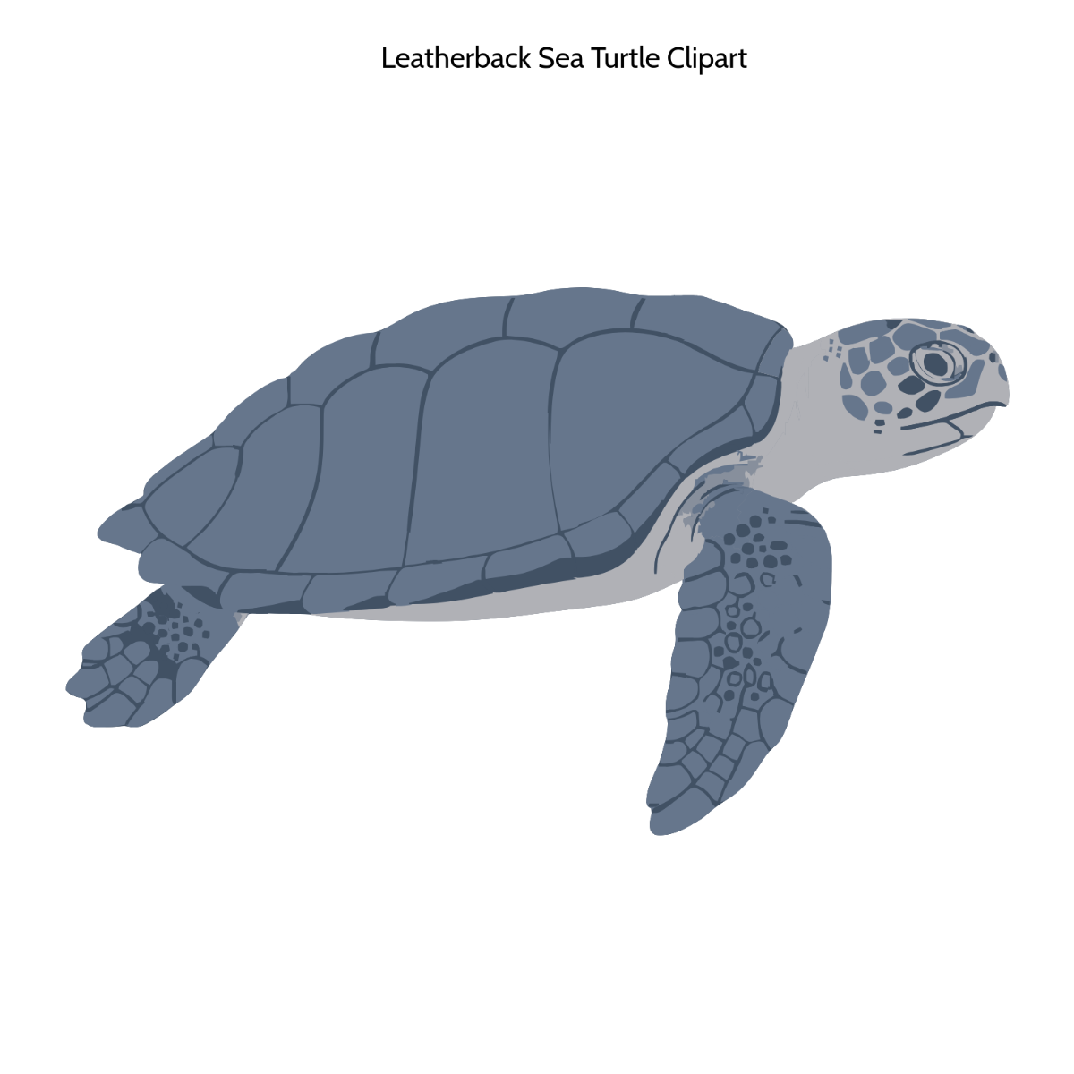Leatherback Sea Turtle Clipart