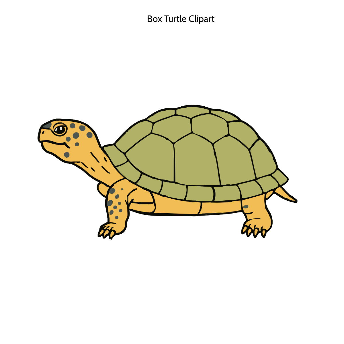 Box Turtle Clipart