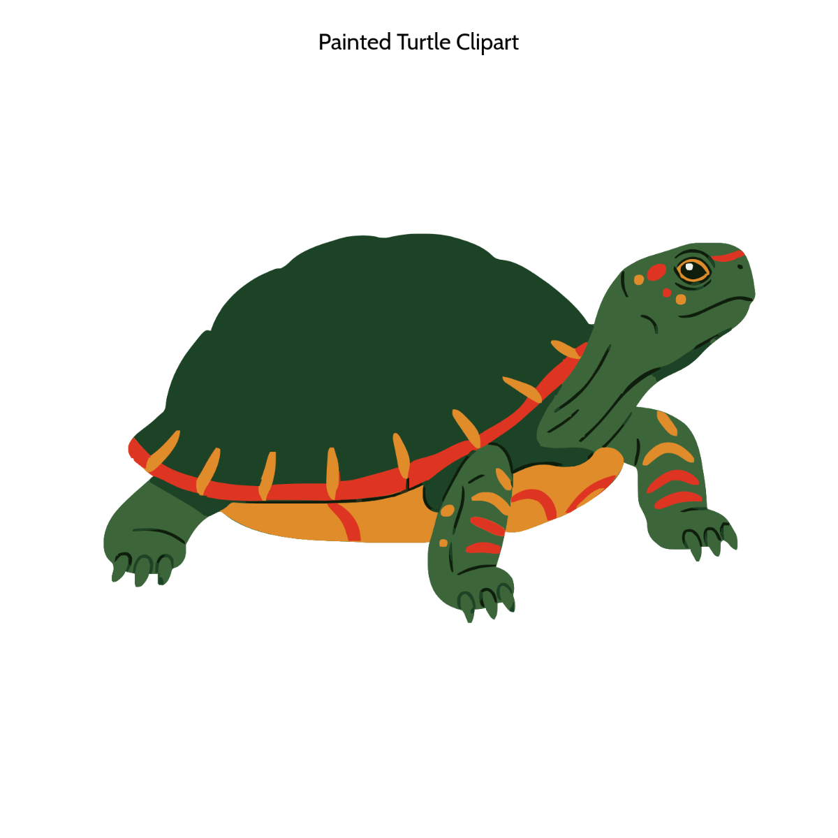 Painted Turtle Clipart