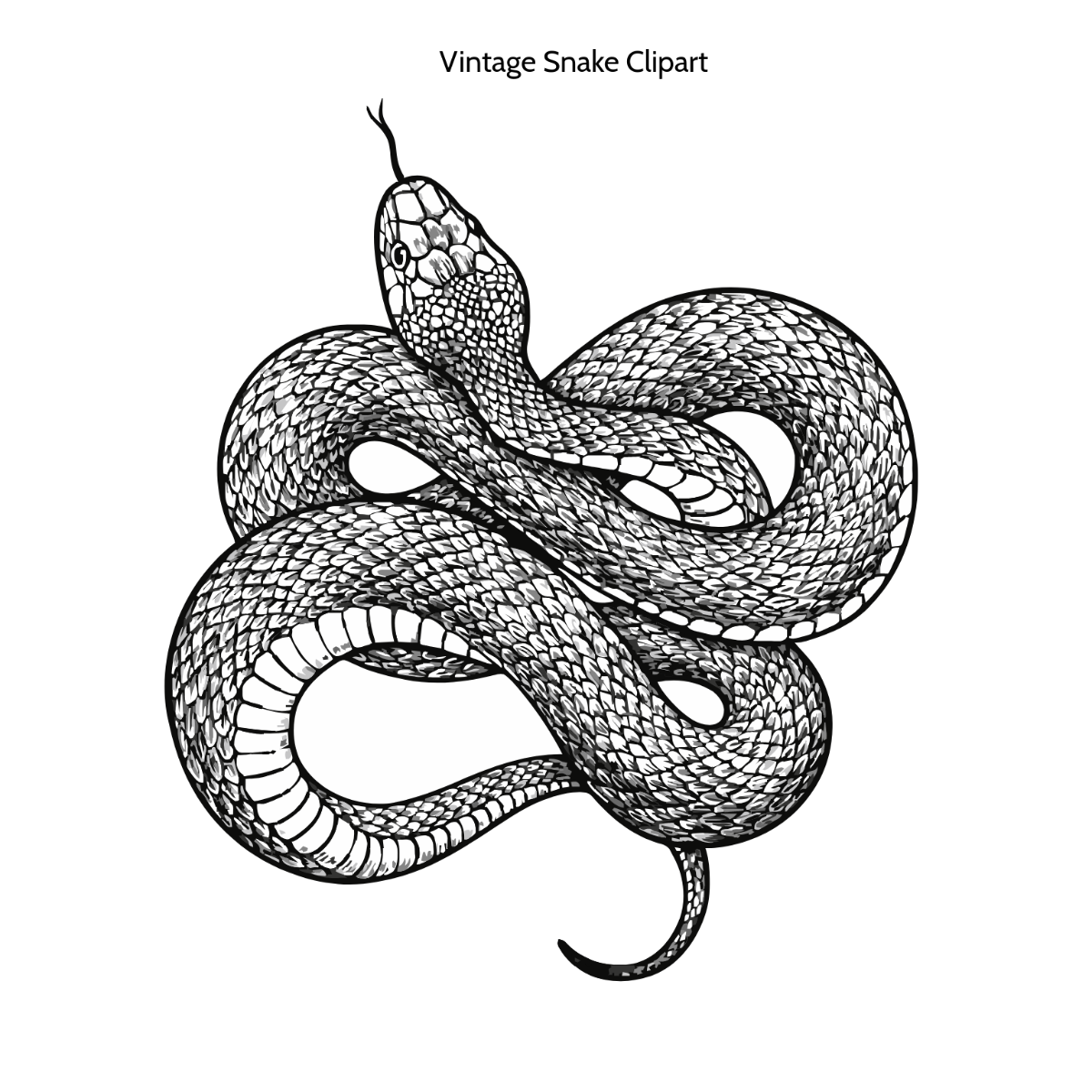 Free Vintage Snake Drawing Vector Clipart (PNG, SVG) to Edit Online