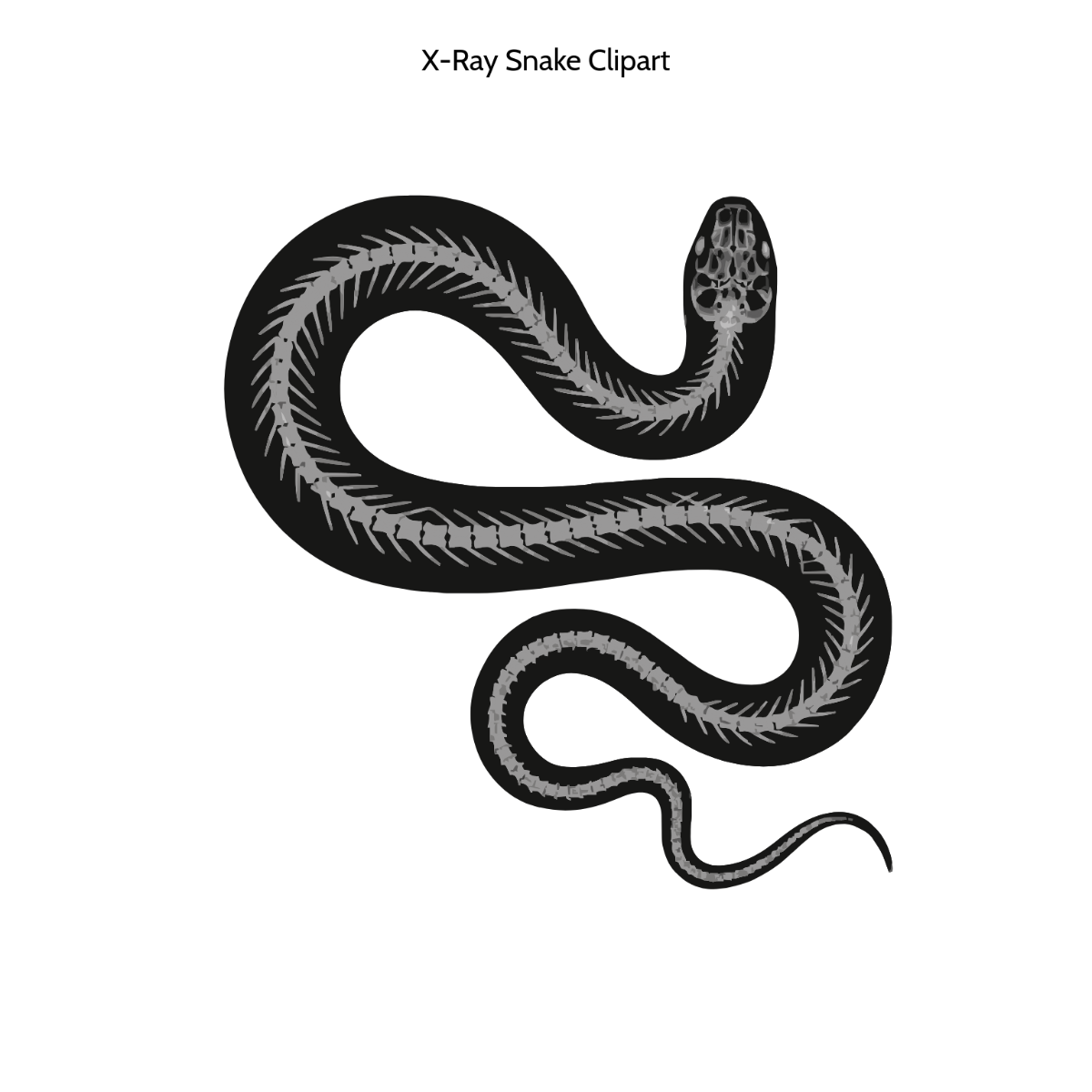 Free X-Ray Snake Clipart to Edit Online