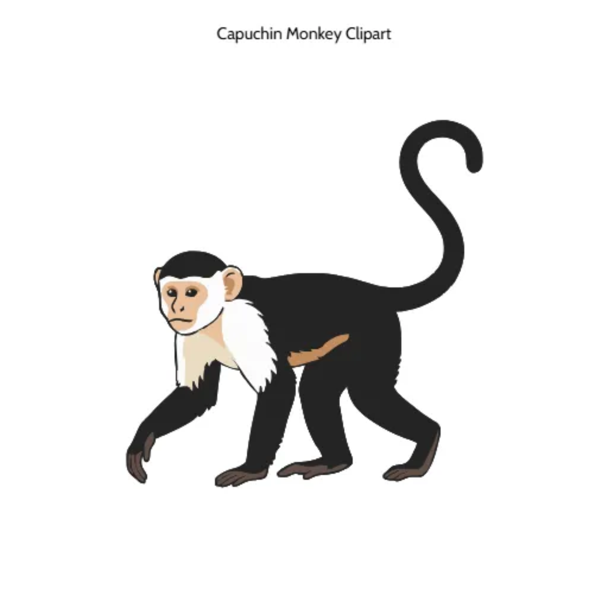Free Capuchin Monkey Vector Clipart (PNG, SVG) to Edit Online