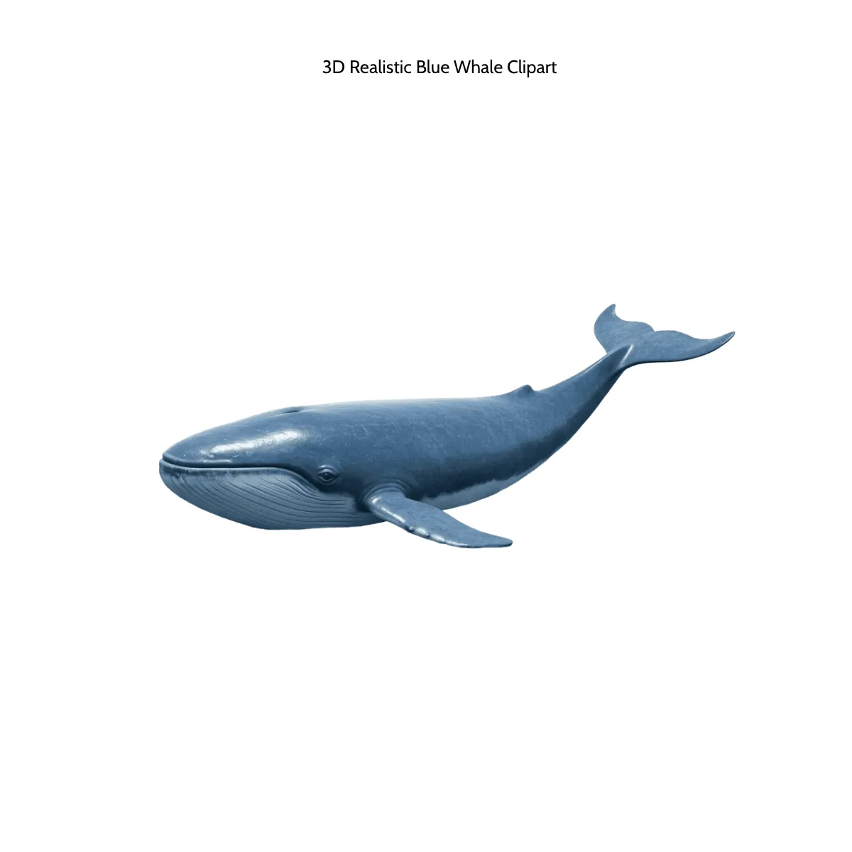 Free 3D Realistic Blue Whale Clipart Template to Edit Online